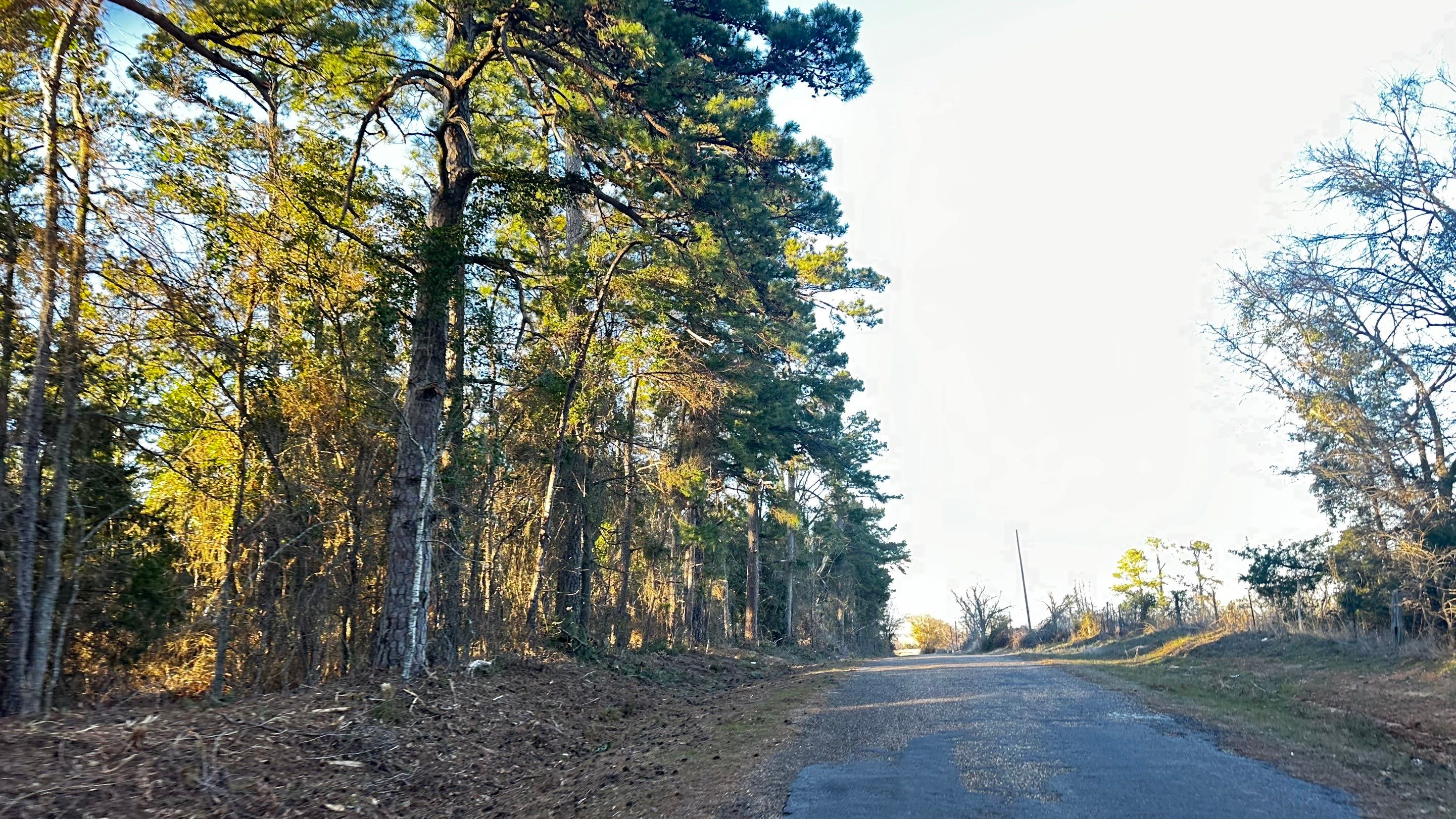 BeeGirl ETX HQ by Rockwall Honey Bee Company