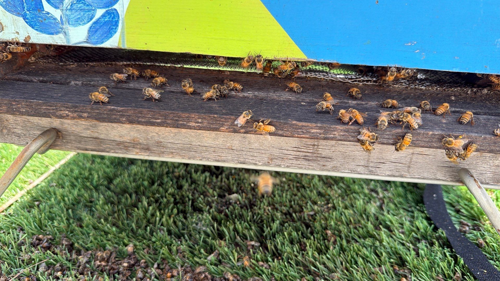 Downtown Dallas by Rockwall Honey Bee Company