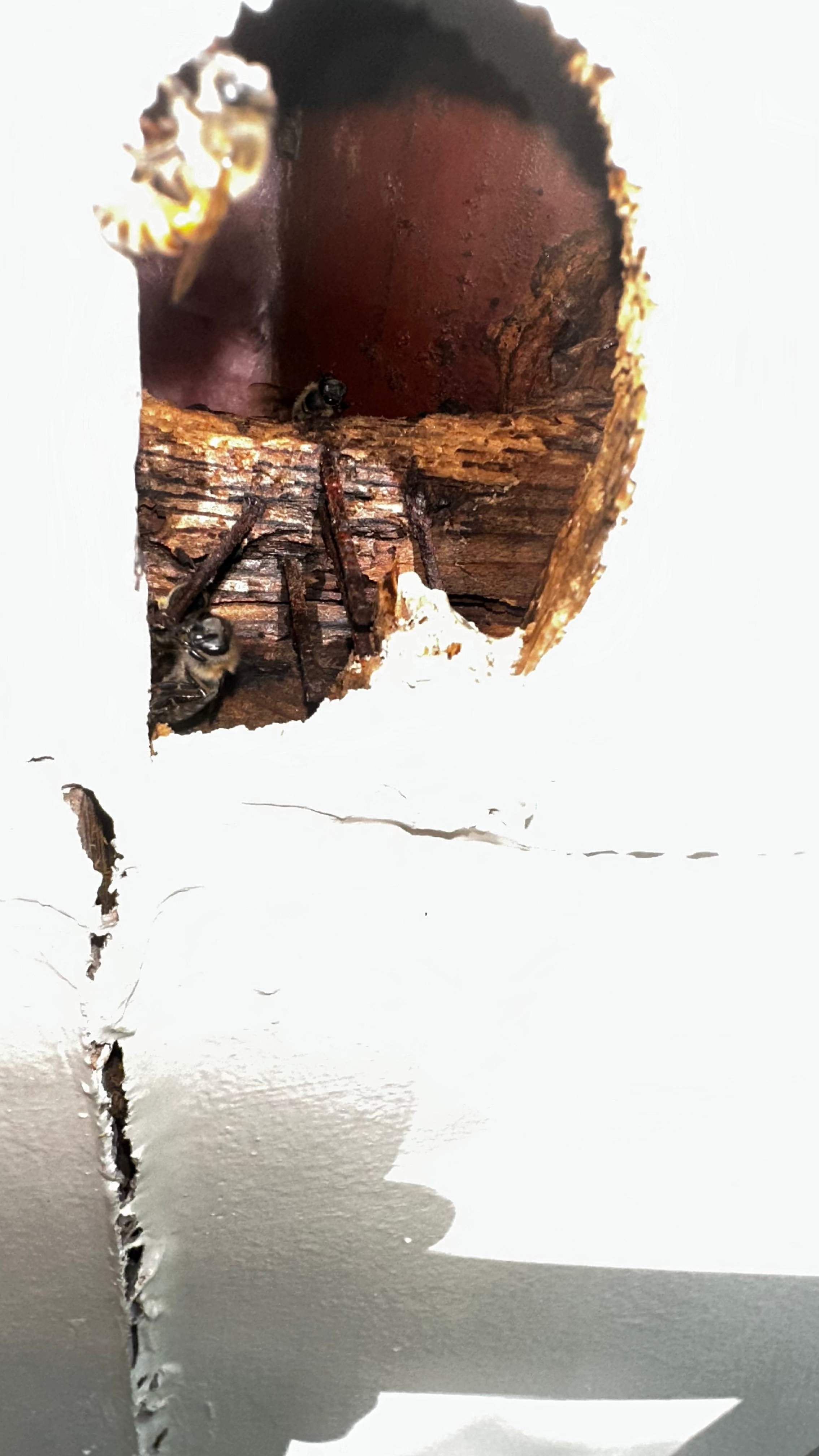 Column Bees by Rockwall Honey Bee Company