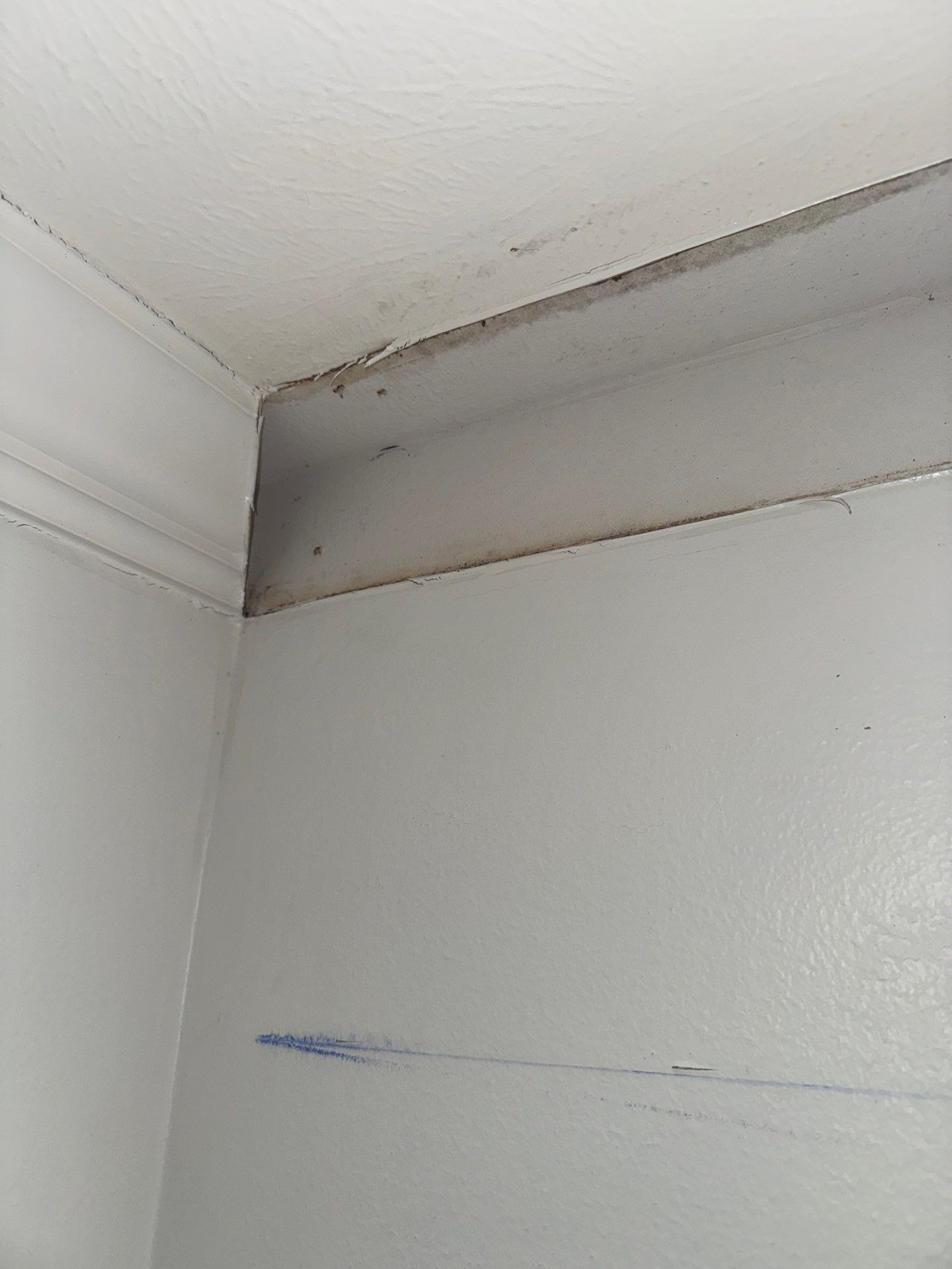 Mold Remediation Job in Richmond by Team Home Solutions