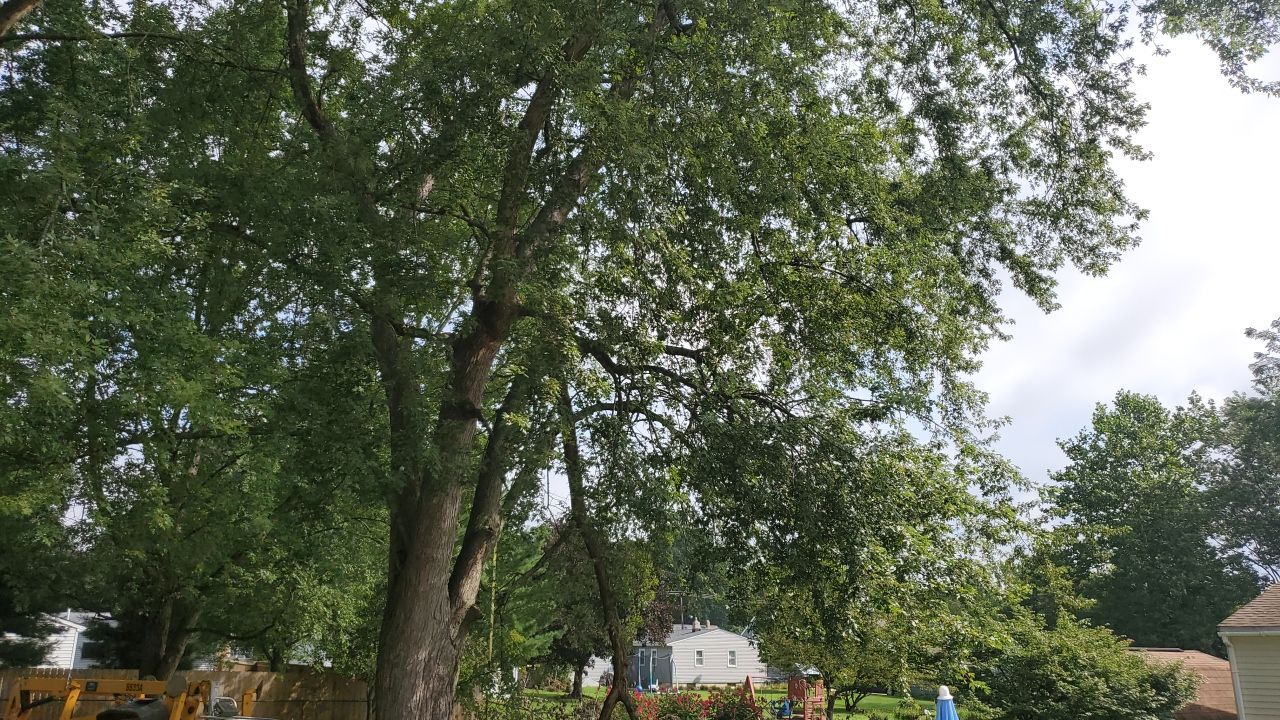 Tree Removal by Mike Jones & Sons Tree Service LLC 