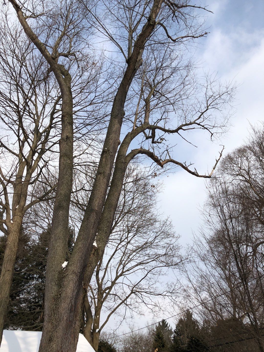 Firewood Delivery  using Seasoned Firewood by Mike Jones & Sons Tree Service LLC 