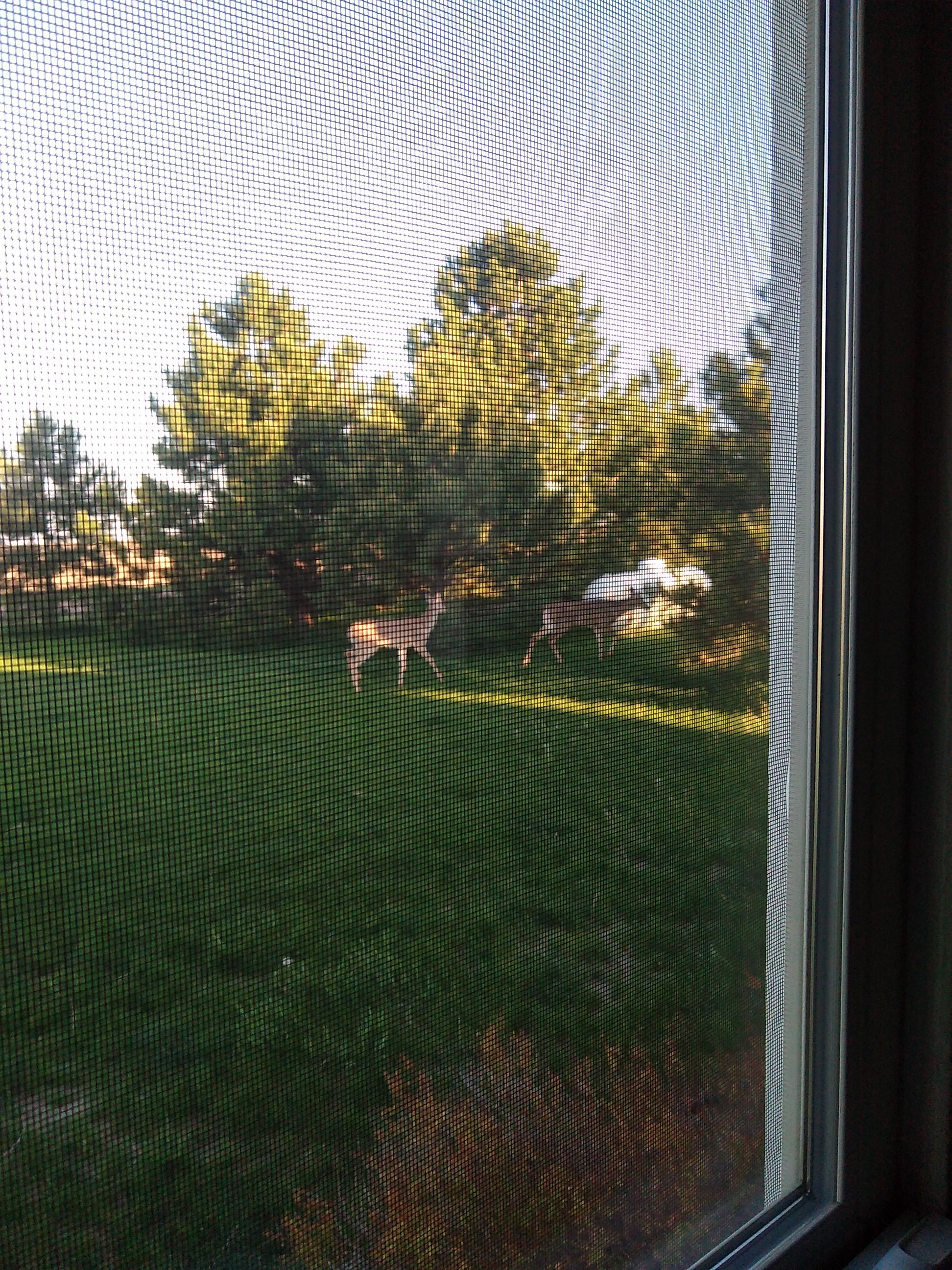 Deer by CompanyCam