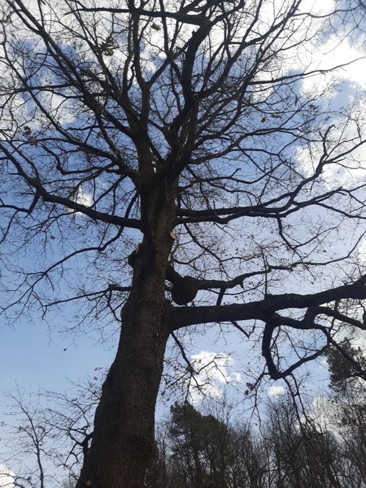Tree Trimming using Tree Pruing by Mike Jones & Sons Tree Service LLC 