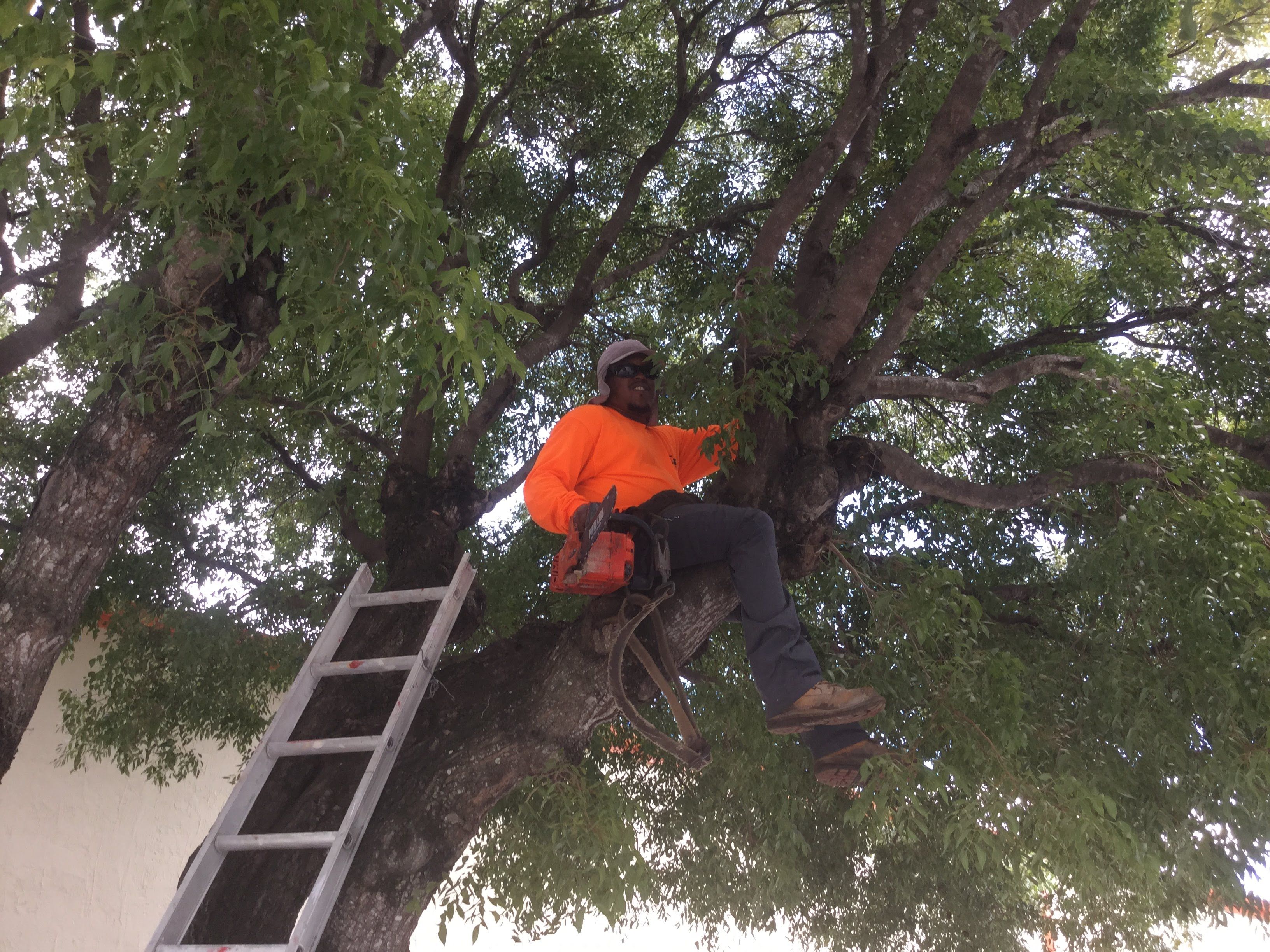 Commercial Tree Trimming & Debris Removal by
M.A.B. Landscaping & Property Maintenance