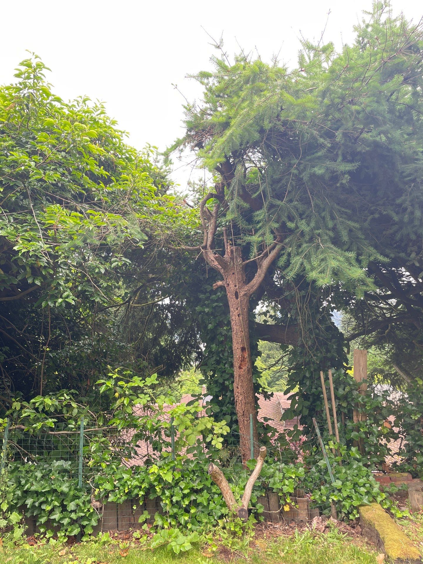 🌿Tree Inventory Showcase – Lake Forest Park, WA by Sound Tree Care LLC