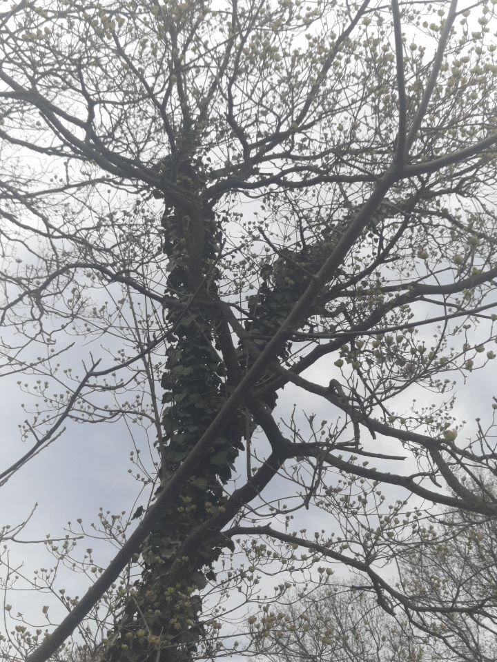 Tree Removal using Tree Removal by Mike Jones & Sons Tree Service LLC 