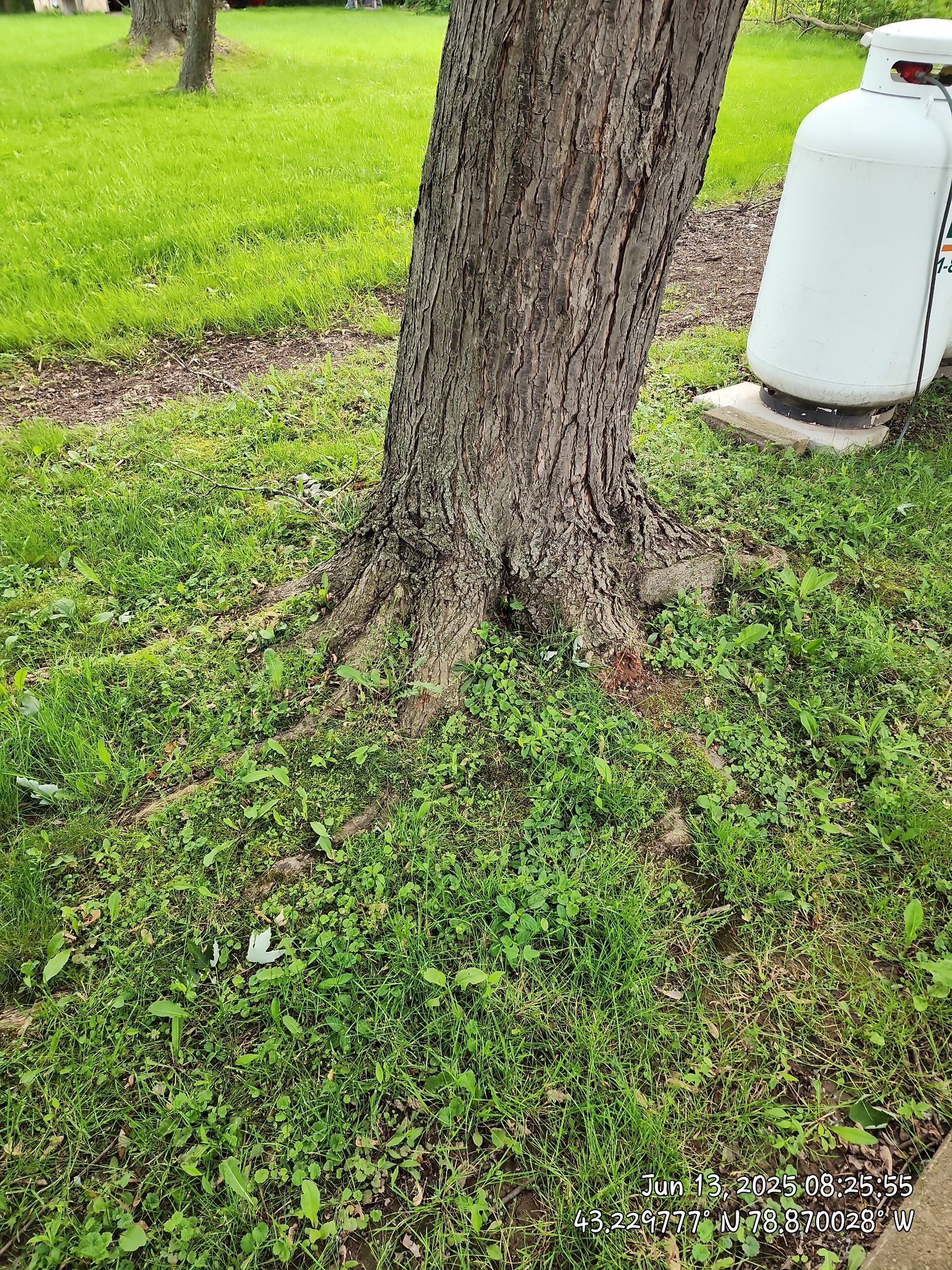 Removal for Future Projects  by Treeman Tom LLC