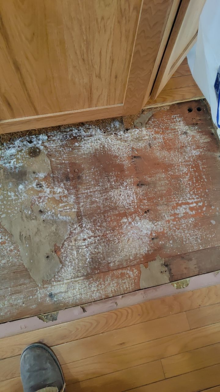 Mold Damage by Accountable Home Services