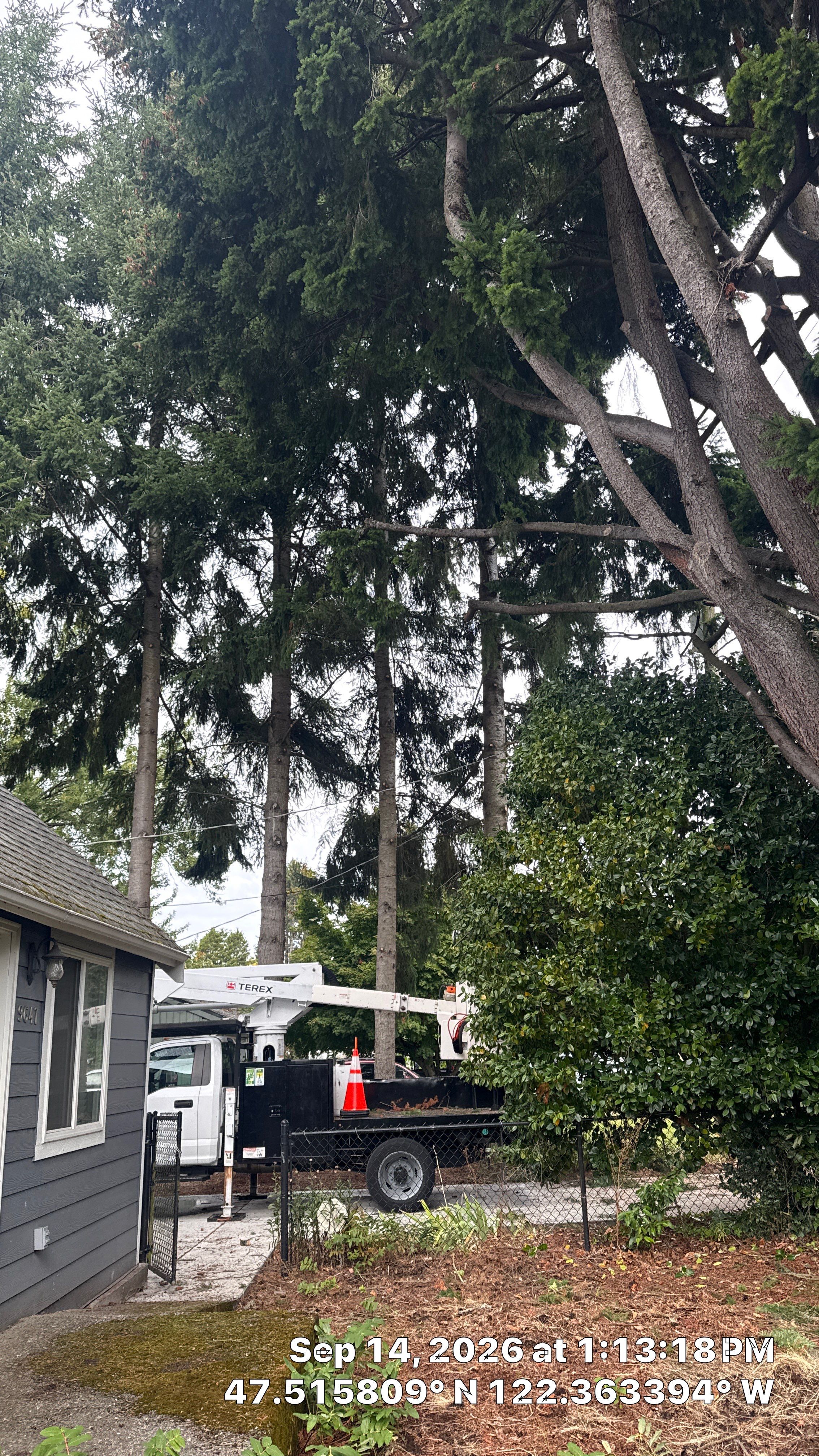 Seattle Tree Trimming for Deadwood Removal and Utility Line Clearance by Sound Tree Care LLC
