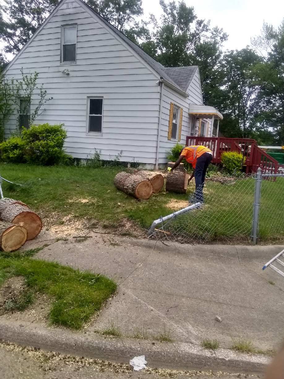 Tree Removal using Tree Removal by Mike Jones & Sons Tree Service LLC 