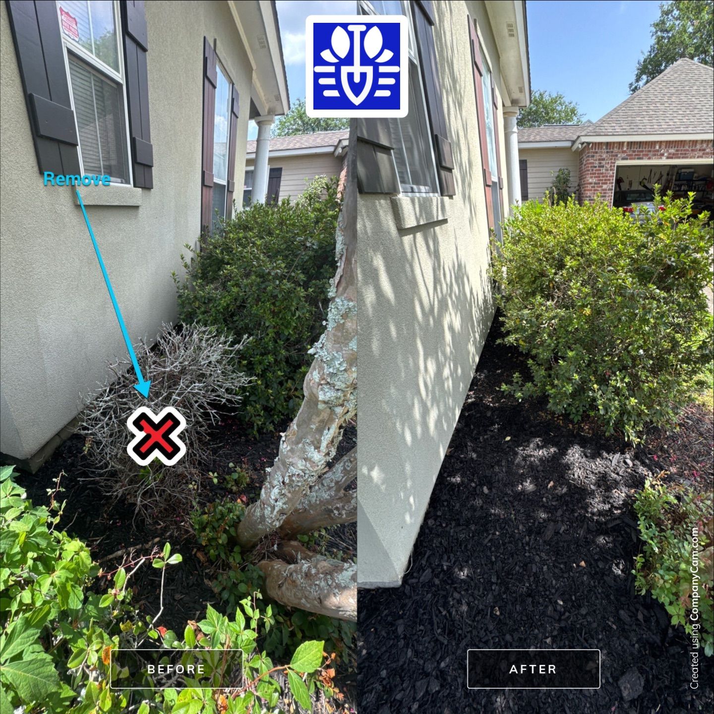 LANDSCAPE SERVICES: SHRUB REMOVAL / MULCH INSTALL by CutScape, LLC.