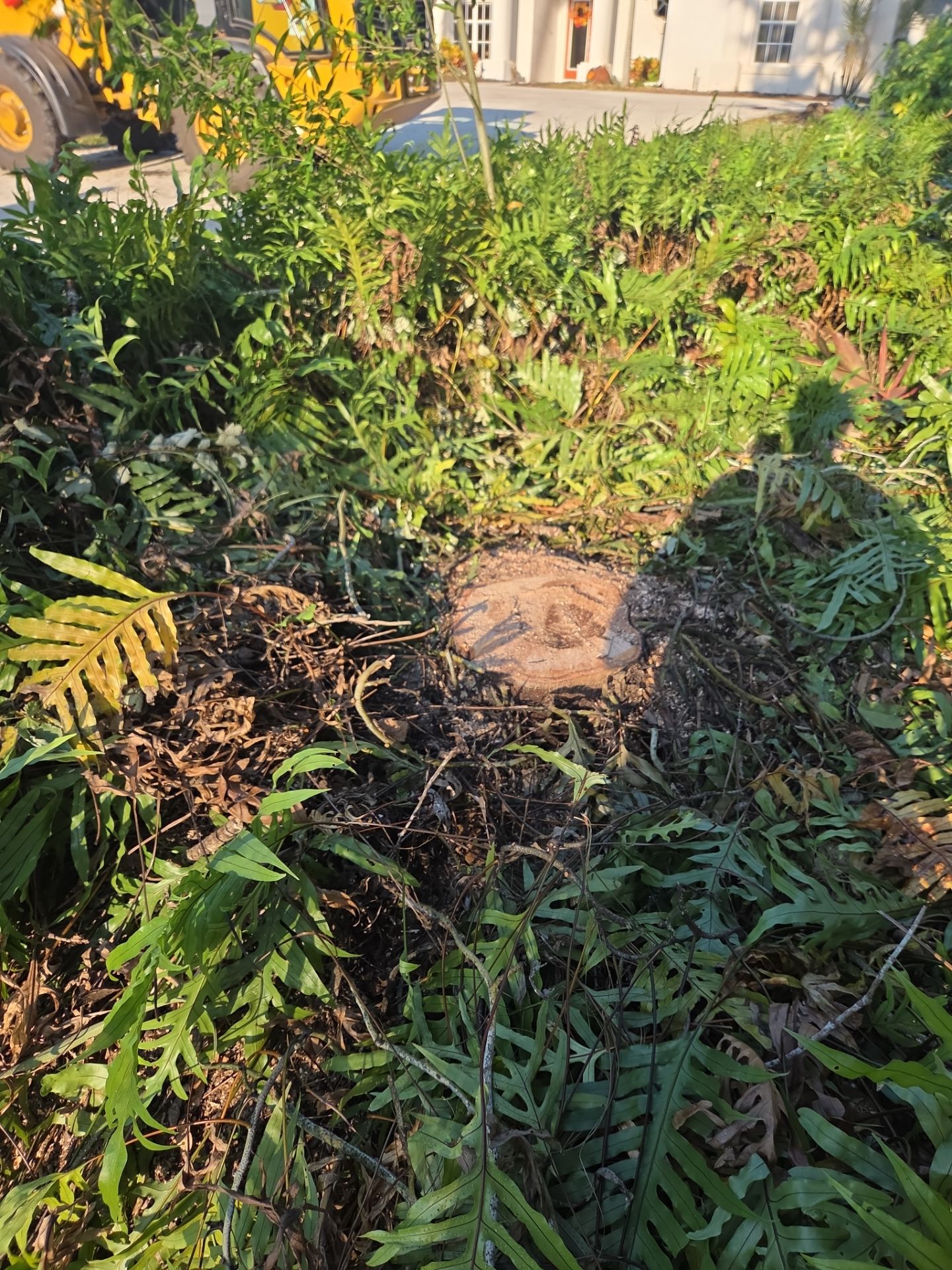 🌴 Landscape Removal and Install in Palm City by Alpha Zeta Enterprises Inc