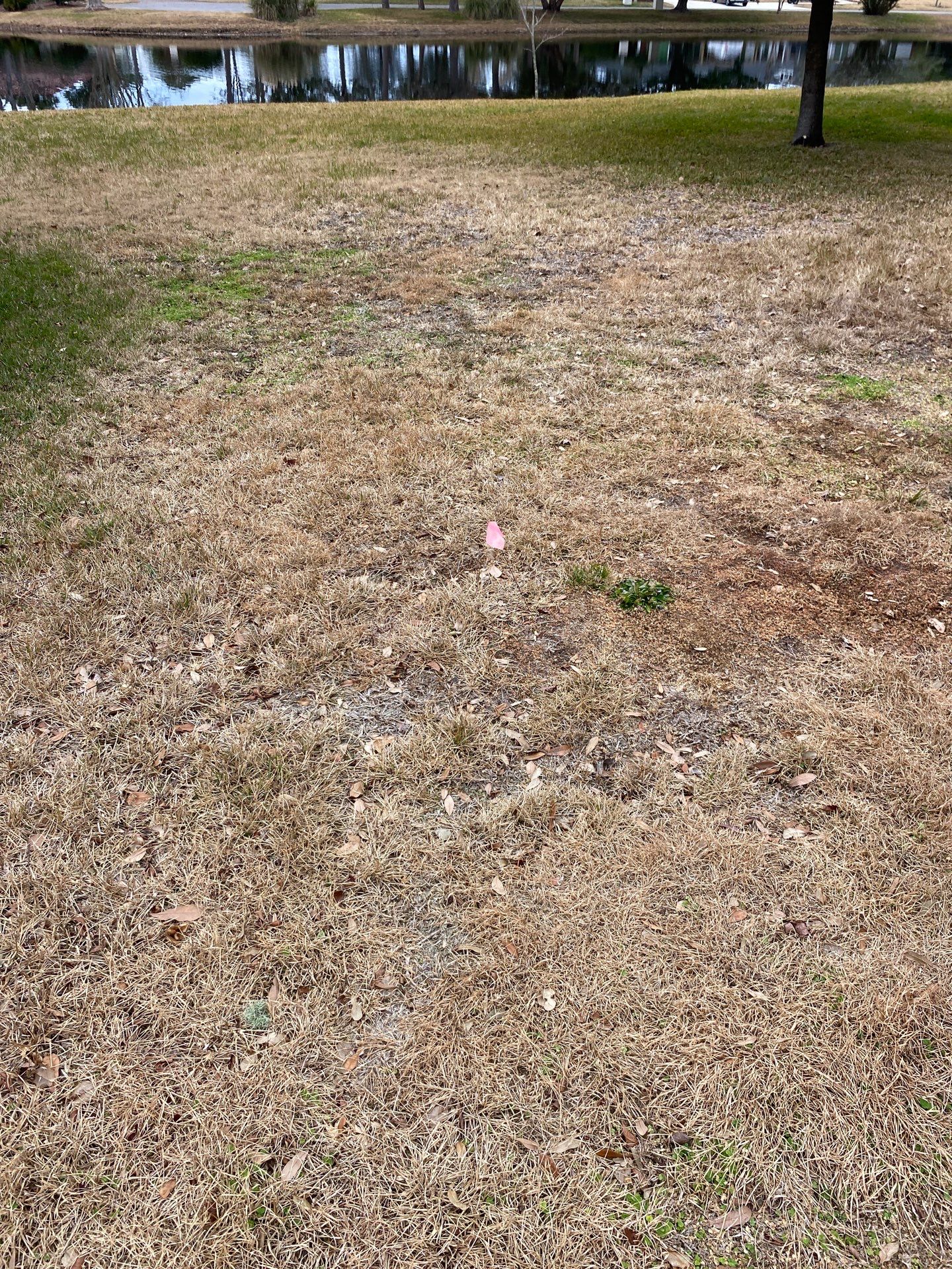 Deerwood Resident | Tree Install by ProGreen Services