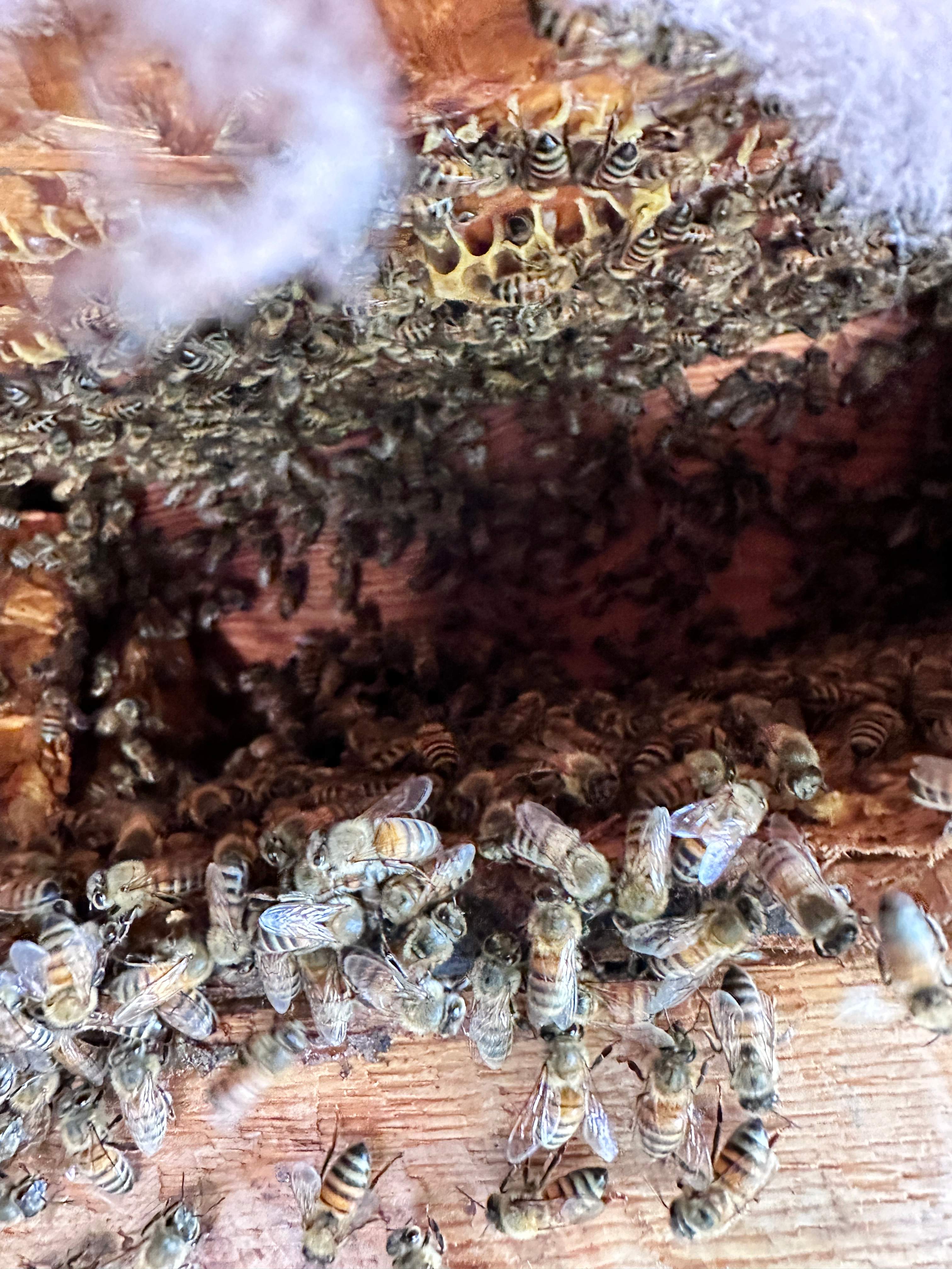 Elevated by Rockwall Honey Bee Company