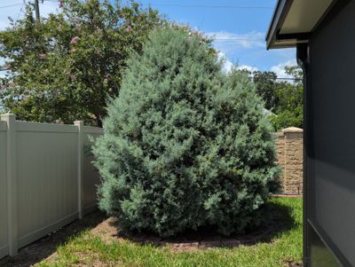 Tree Removal