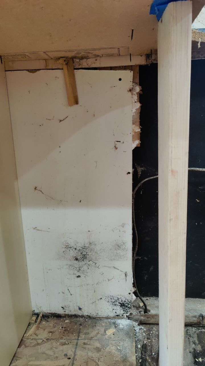 Mold Damage by Accountable Home Services