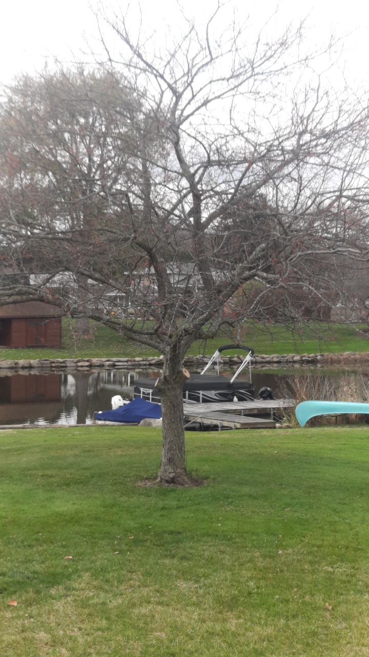 Tree Trimming using Tree Pruing by Mike Jones & Sons Tree Service LLC 