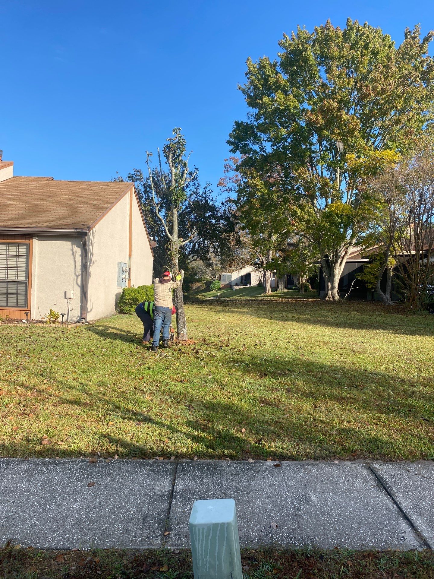 Residential | Tree Removal & Trimming by ProGreen Services