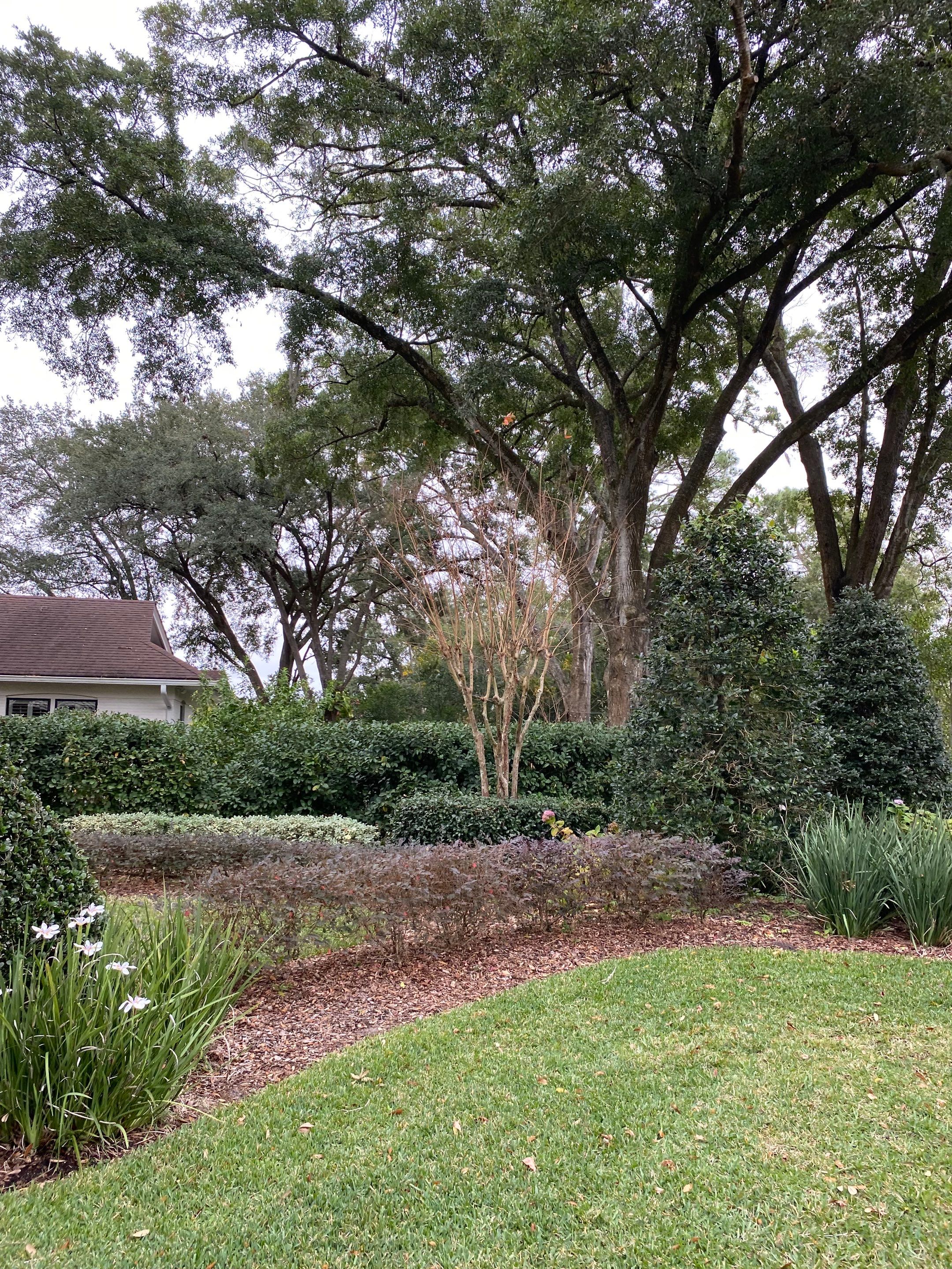 Deerwood Residence | Tree Trimming by ProGreen Services