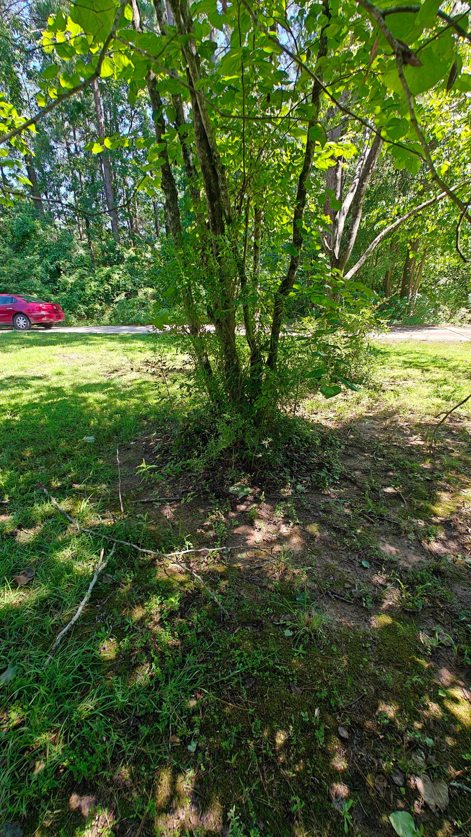 Bi Weekly Landscaping/ Weeding  by College Bros Outdoor services