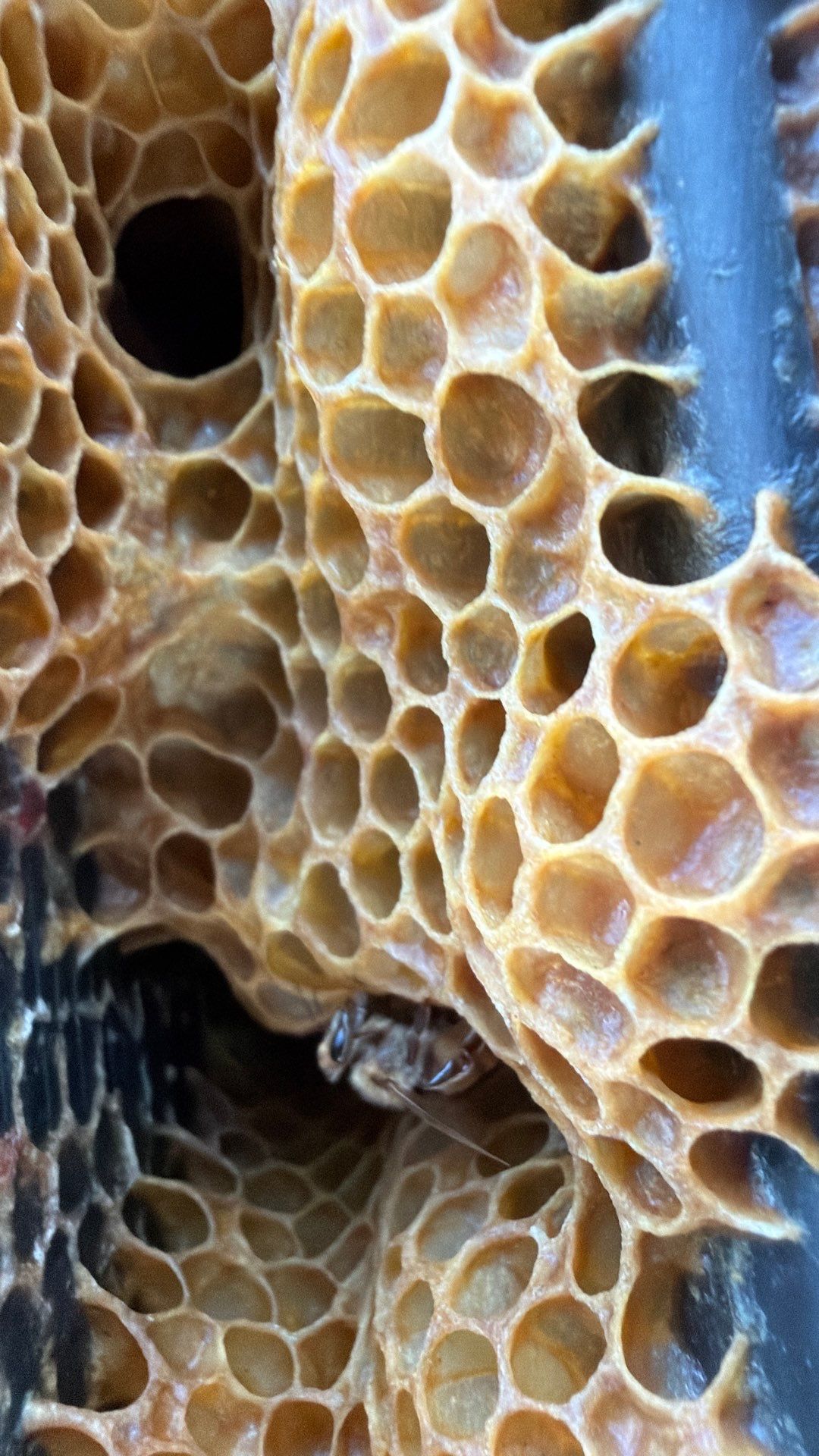 Flood Culvert Bees by Rockwall Honey Bee Company