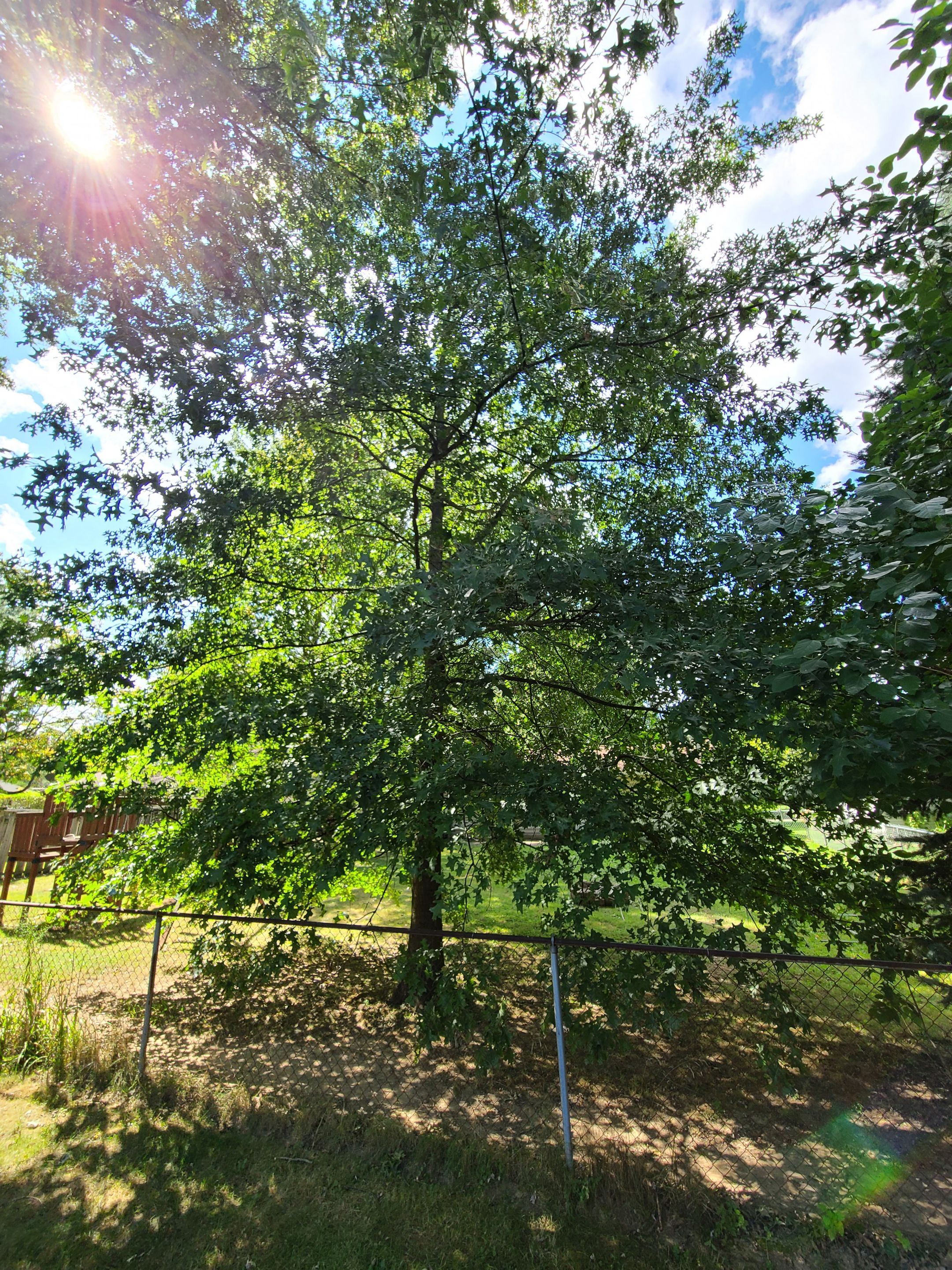 Oak Tree Removal by Mike Jones & Sons Tree Service LLC 