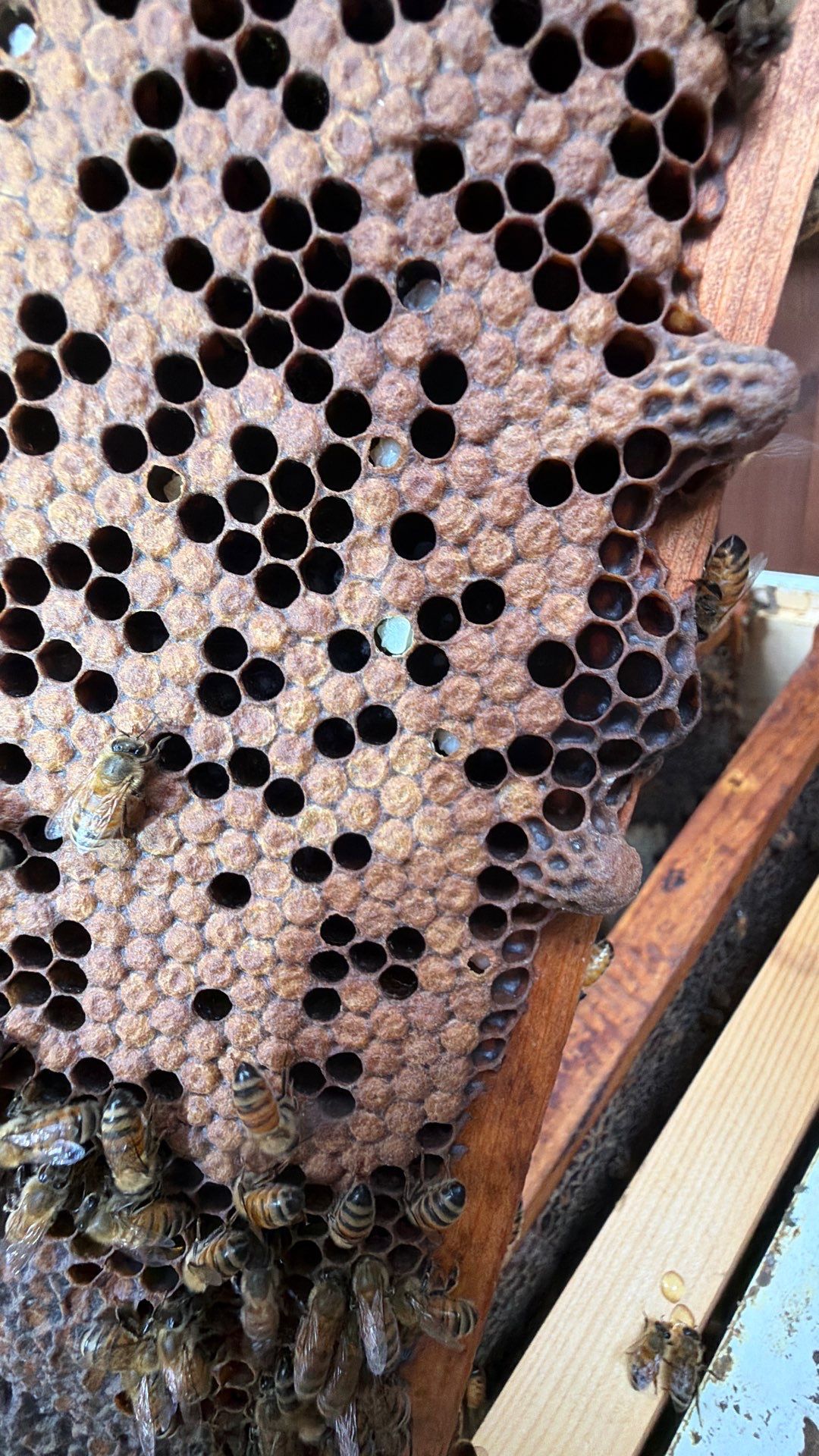 Beekeeping Family Time by Rockwall Honey Bee Company
