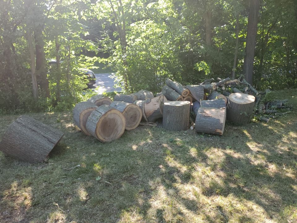 Tree Removal using Tree Removal by Mike Jones & Sons Tree Service LLC 