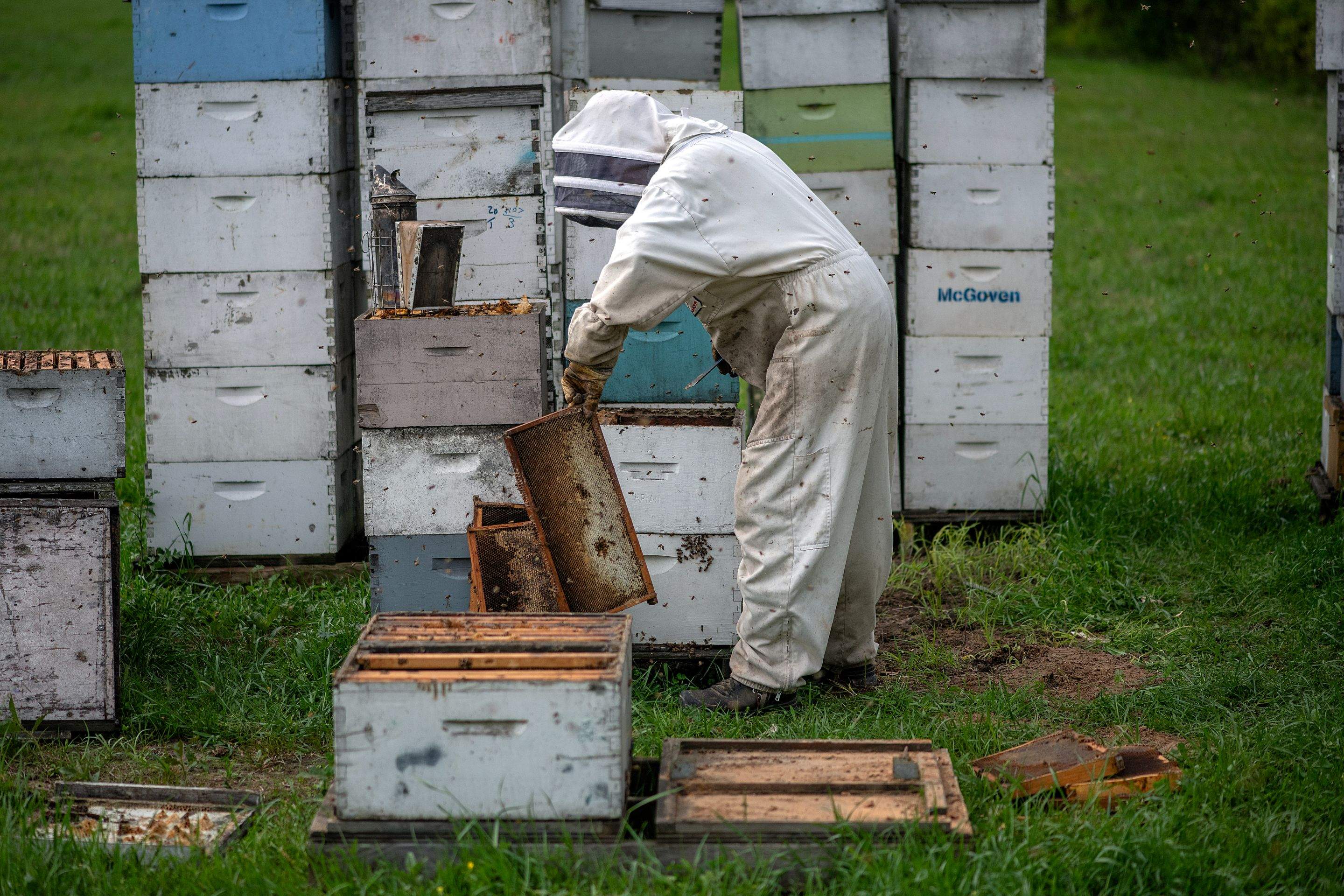 Splits in East Texas by Rockwall Honey Bee Company