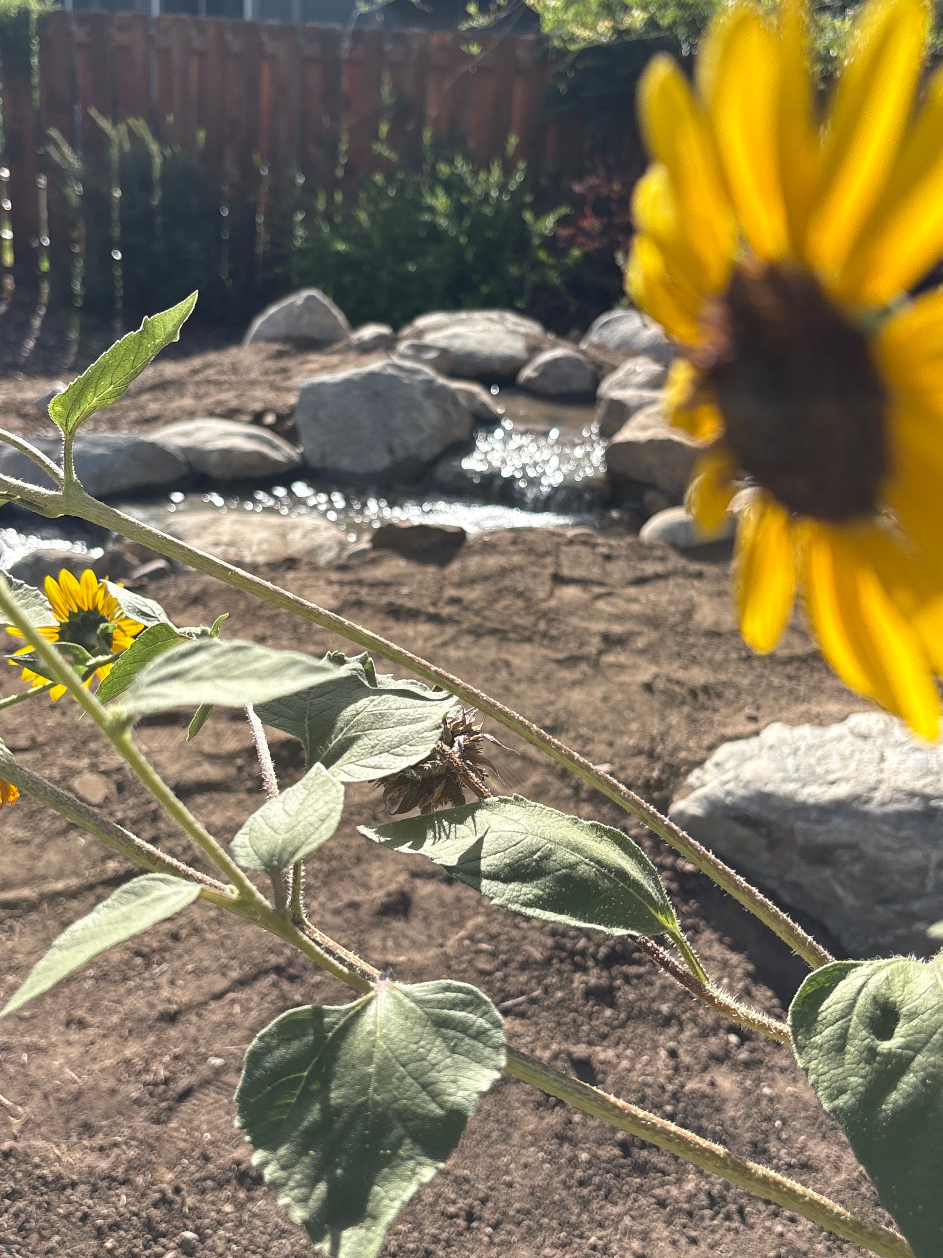 Pondless in Arvada by JRM landscape & design