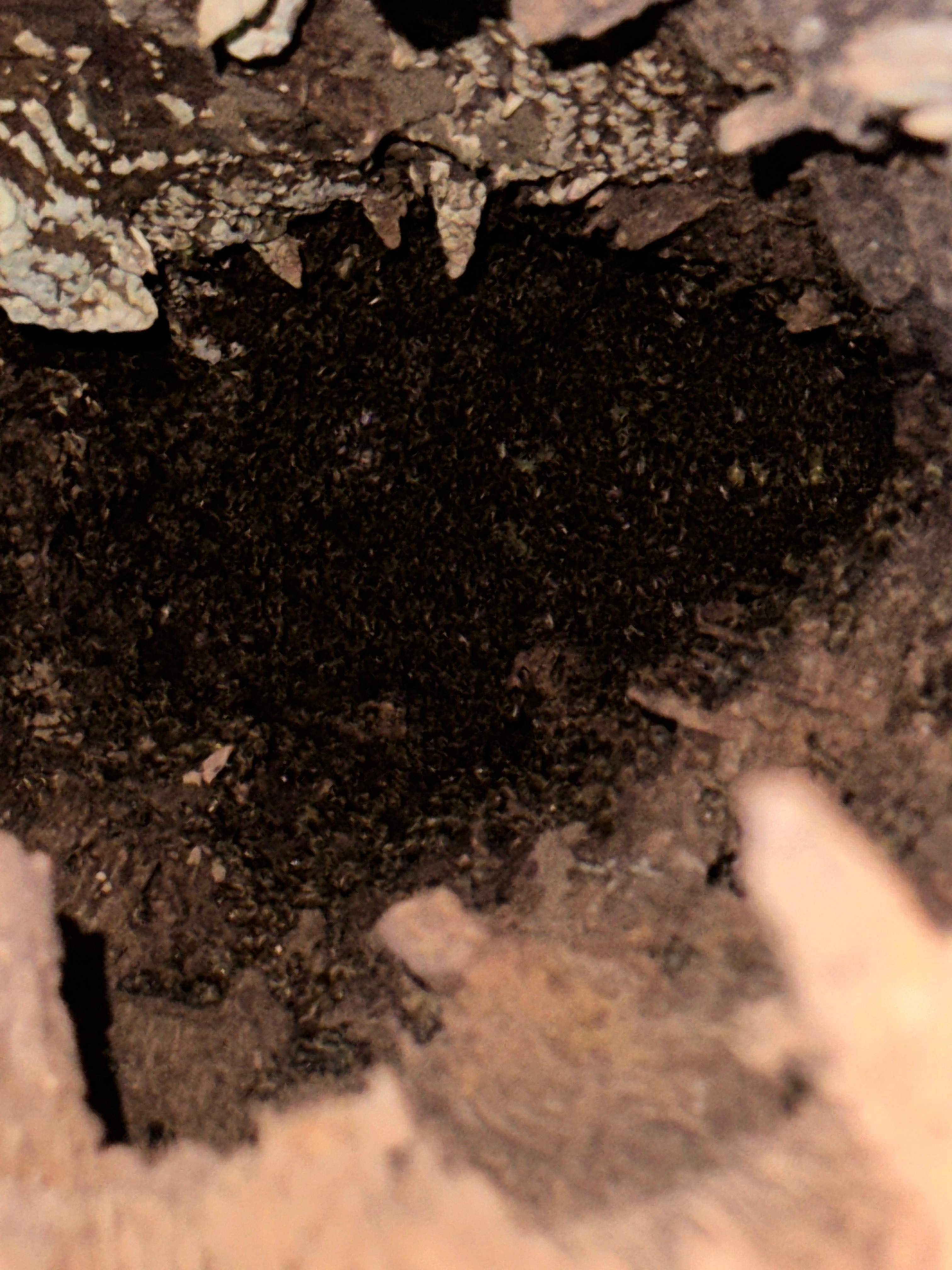 Wina-tree-go by Rockwall Honey Bee Company