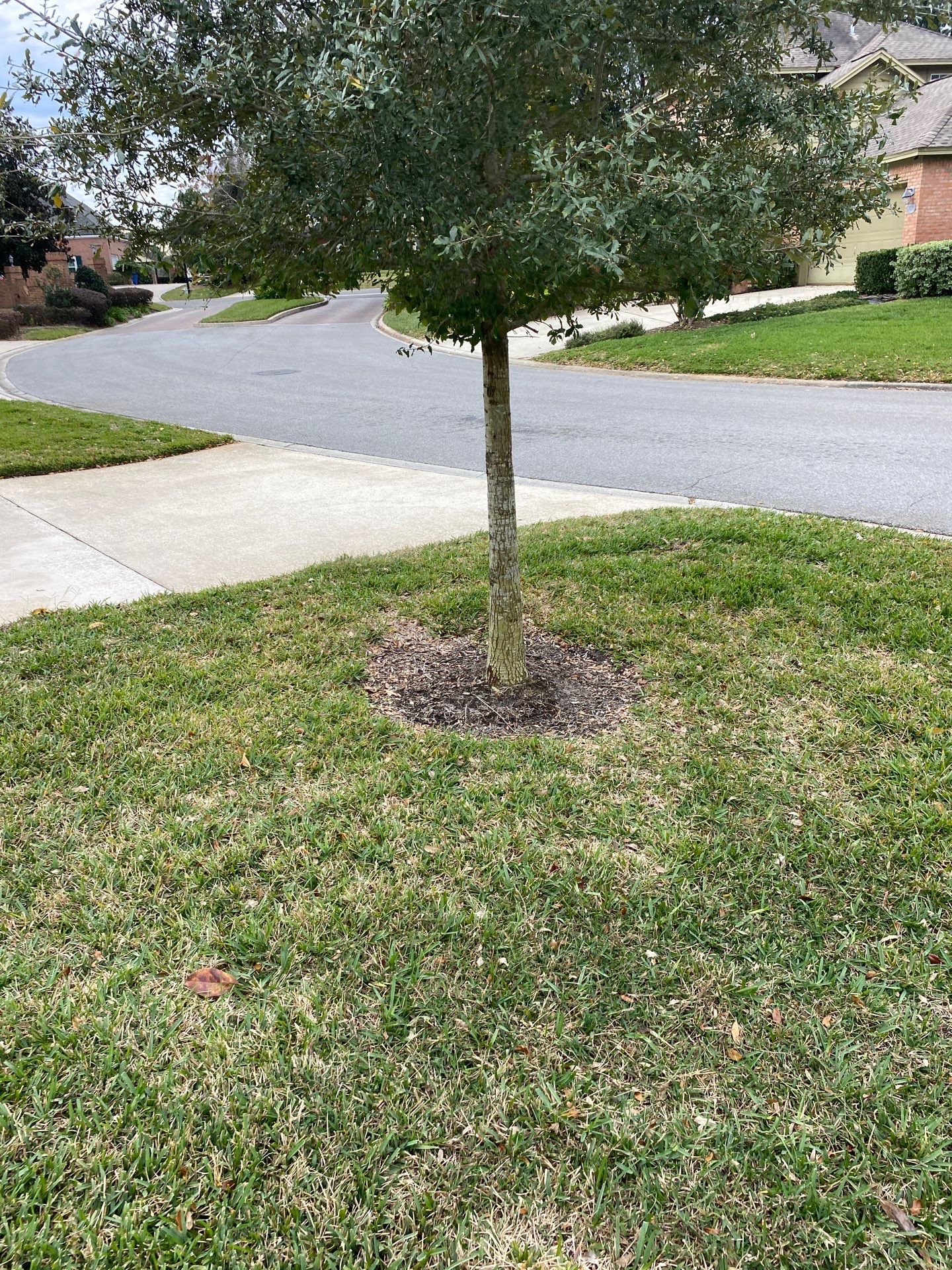 Deerwood Pointe | Tree Removal & Pine Straw Installation by ProGreen Services