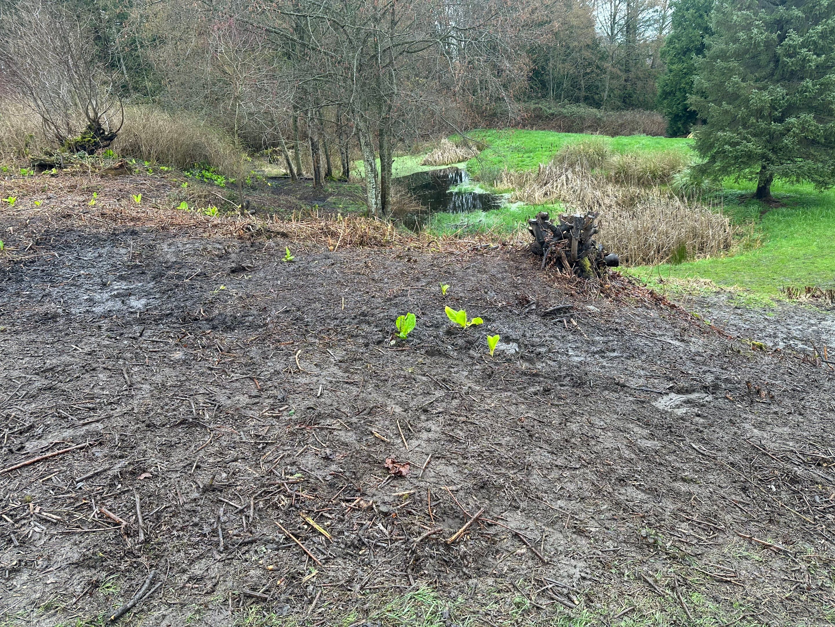 Island View - Ecological Restoration & Stewardship by Habanero Landscape Solutions