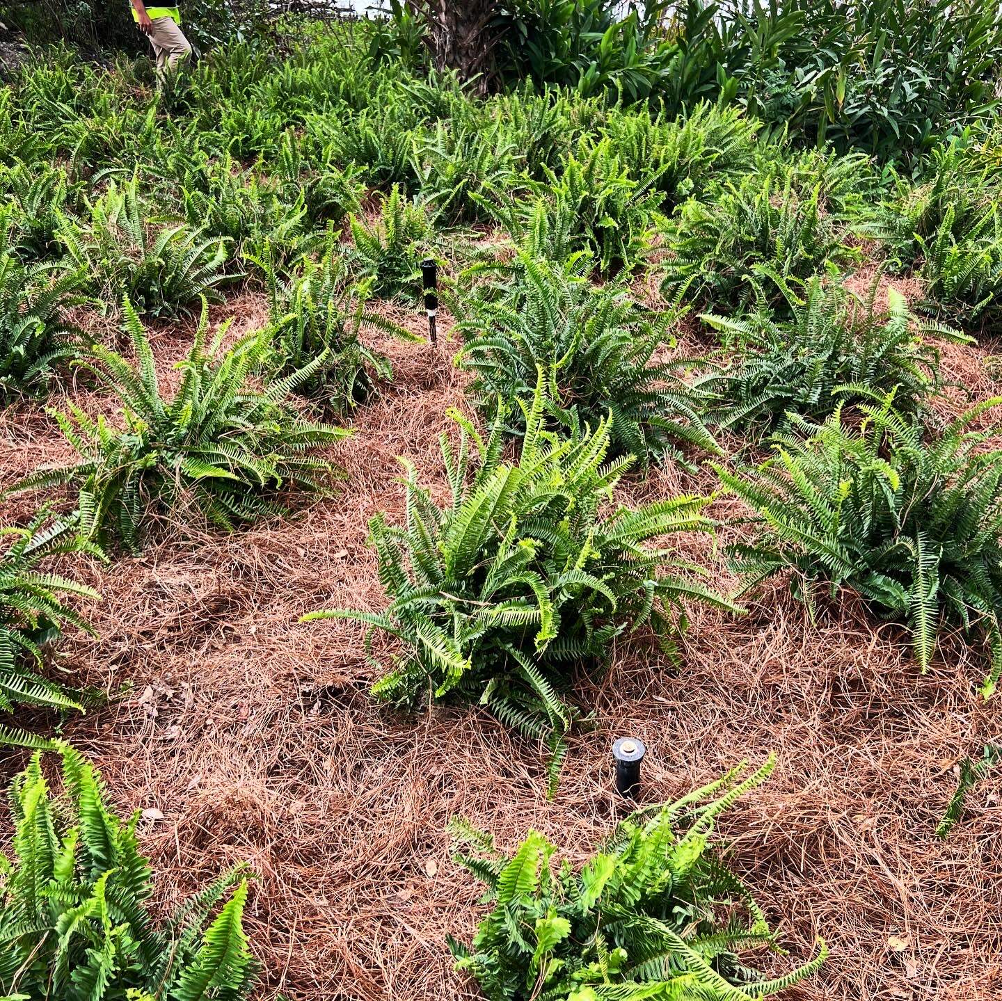 Landscape Install | Residence by ProGreen Services