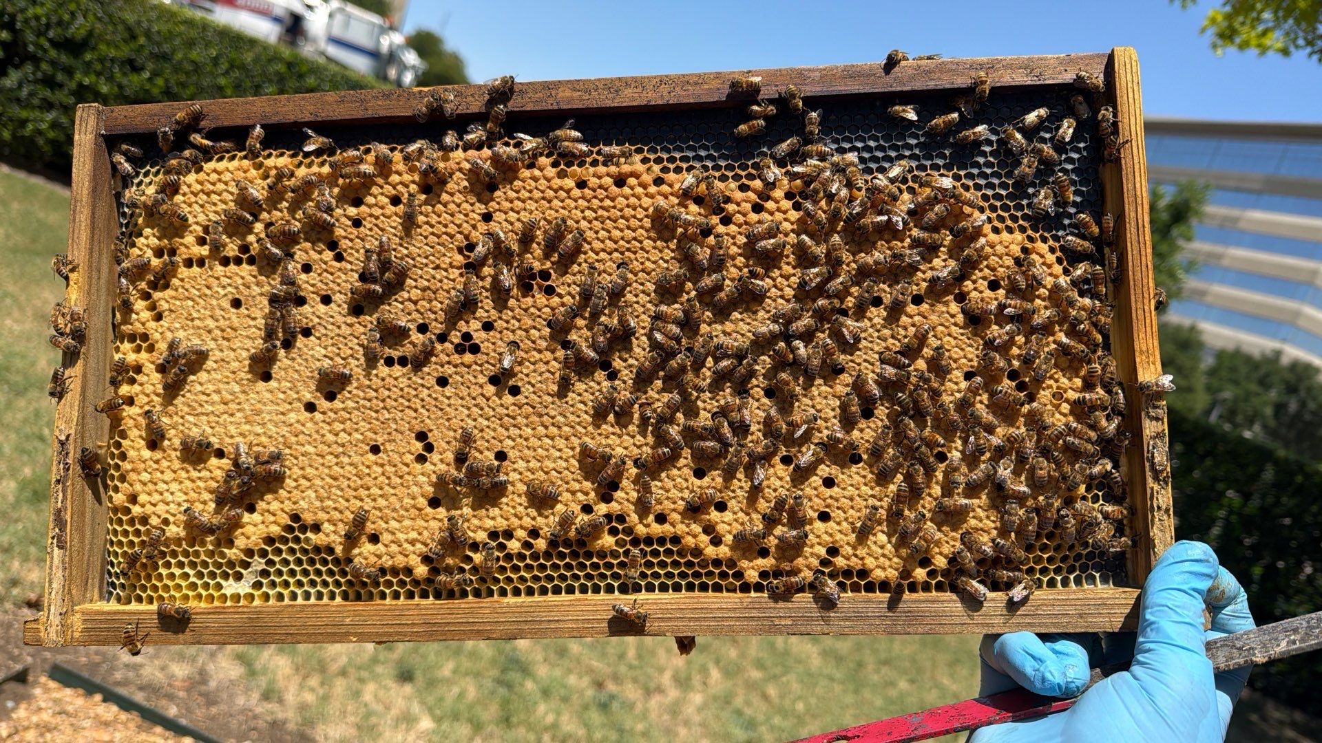 Project in Dallas, TX by Rockwall Honey Bee Company