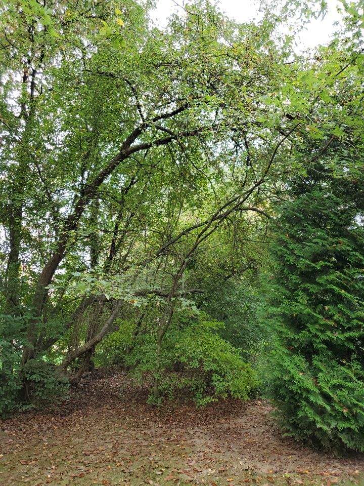 Tree Removal using Tree Removal by Mike Jones & Sons Tree Service LLC 