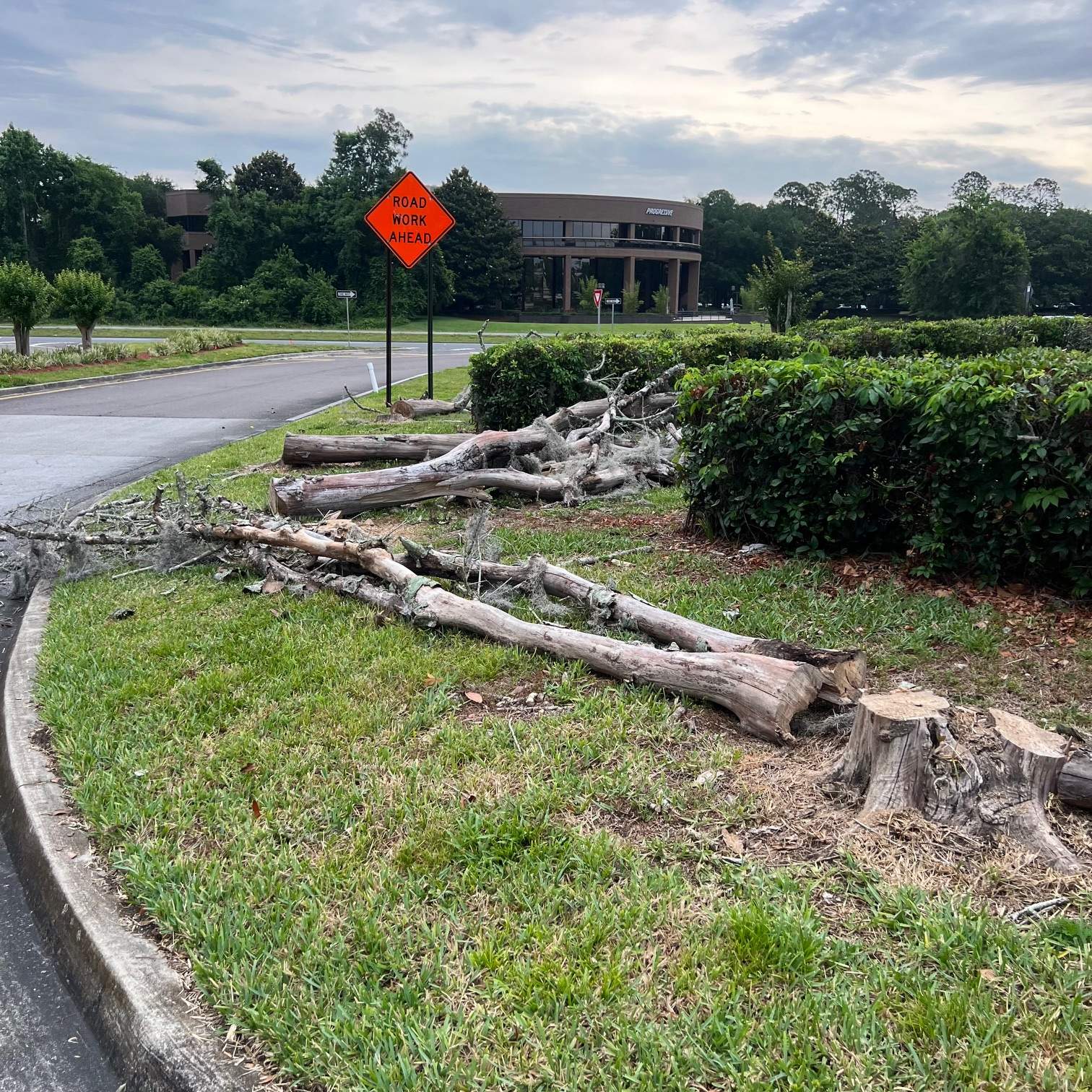 Tree Removal | Avenues Mall by ProGreen Services