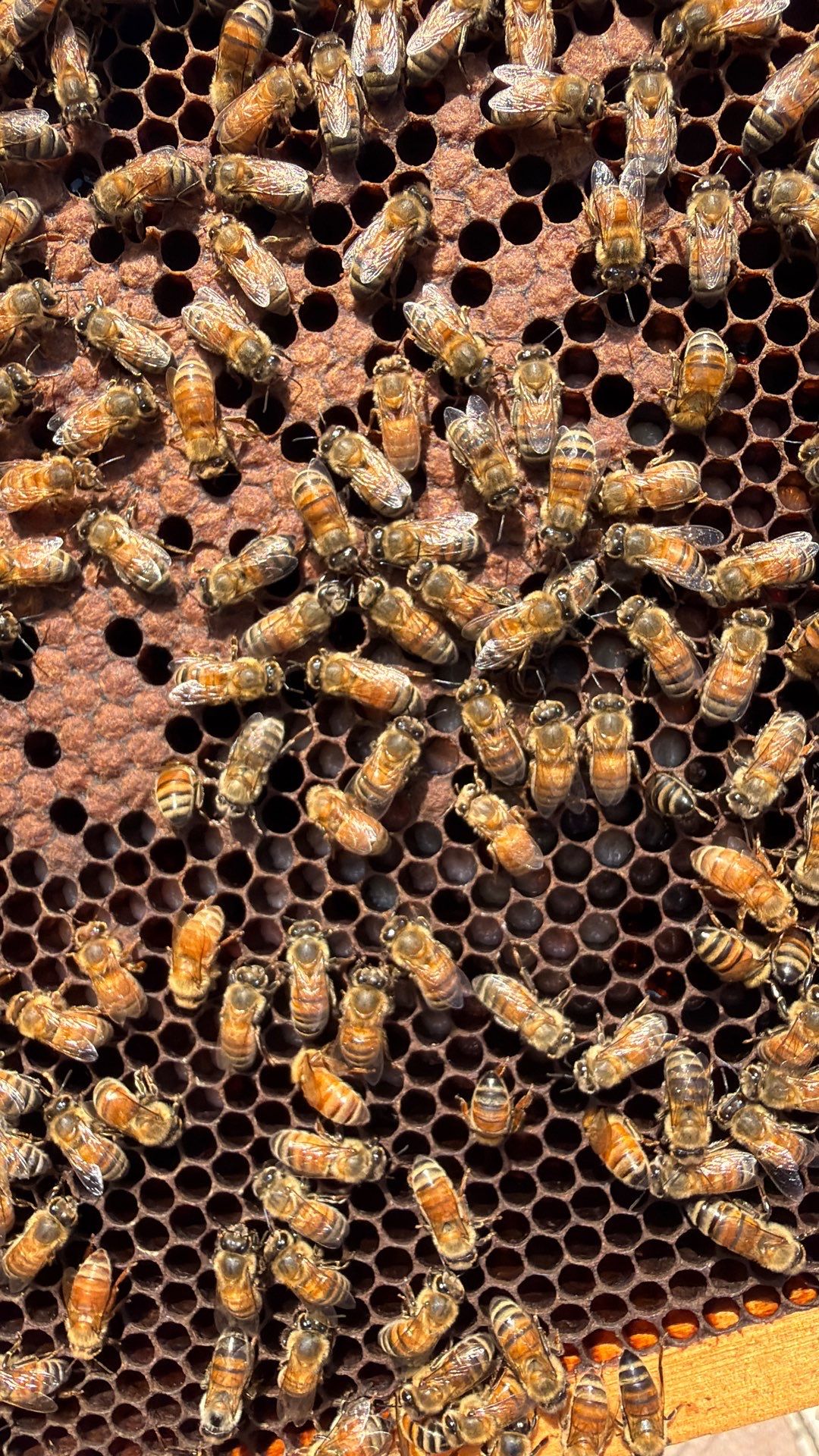 Poolside Bees at Apartment Complex by Rockwall Honey Bee Company