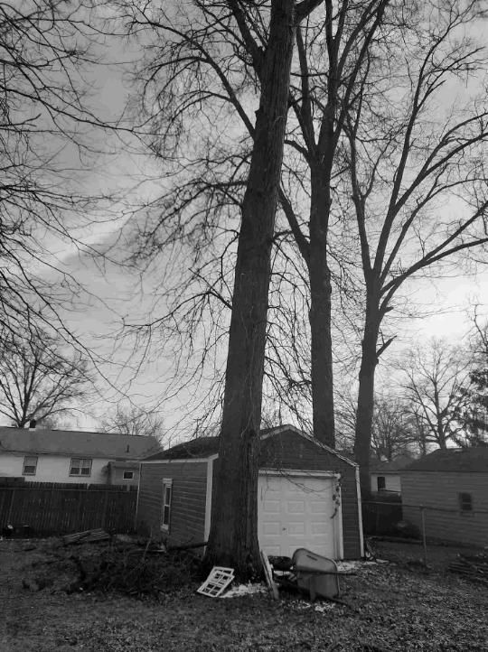 Tree Trimming using Tree Pruing by Mike Jones & Sons Tree Service LLC 