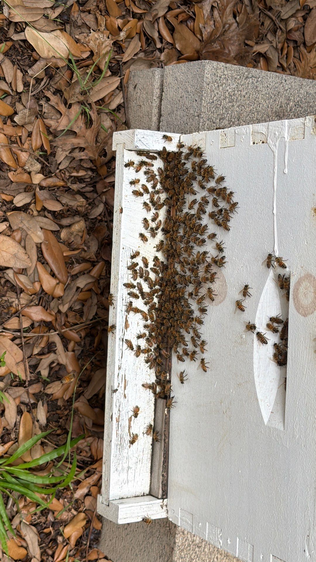 Beekeeping Family Time by Rockwall Honey Bee Company