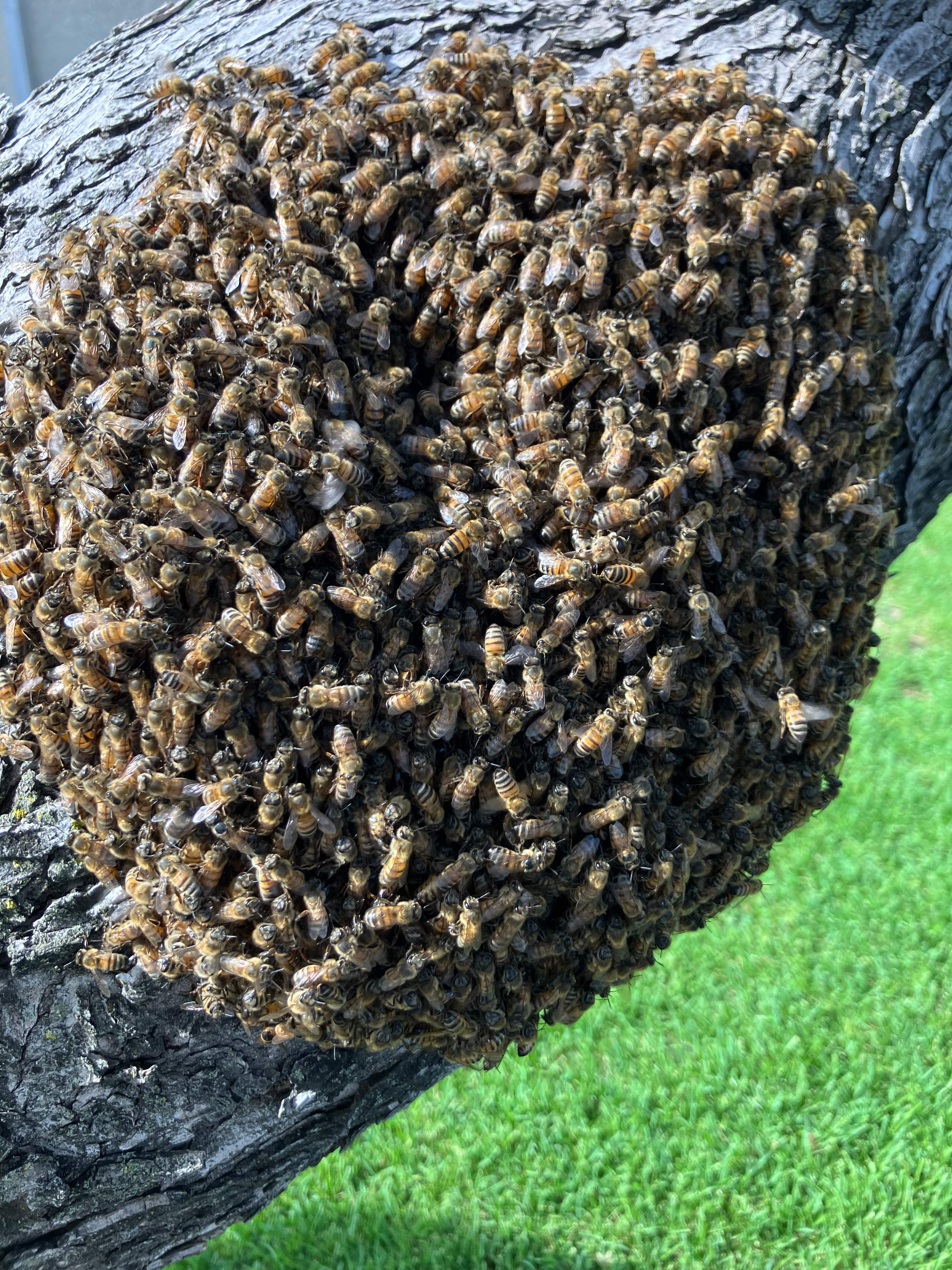 Favorite Tree Job by Rockwall Honey Bee Company