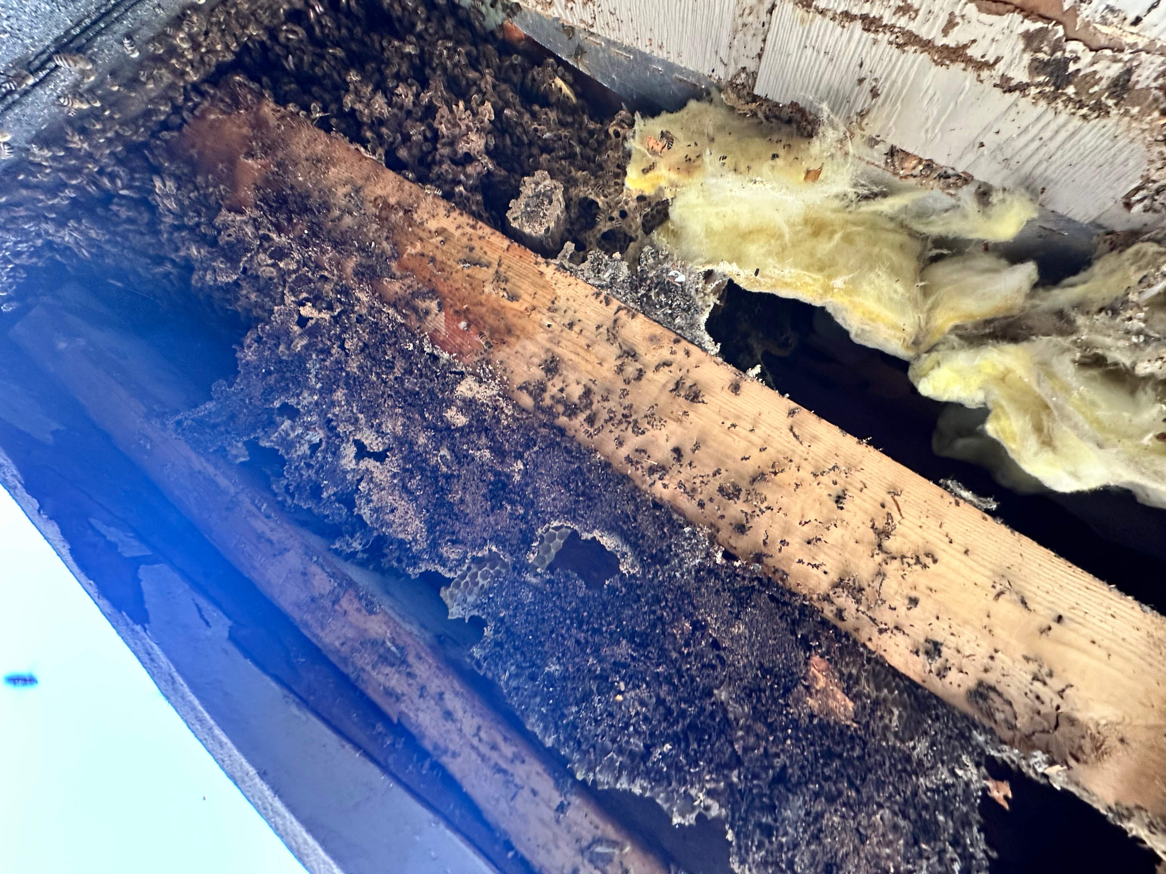 Massive by Rockwall Honey Bee Company