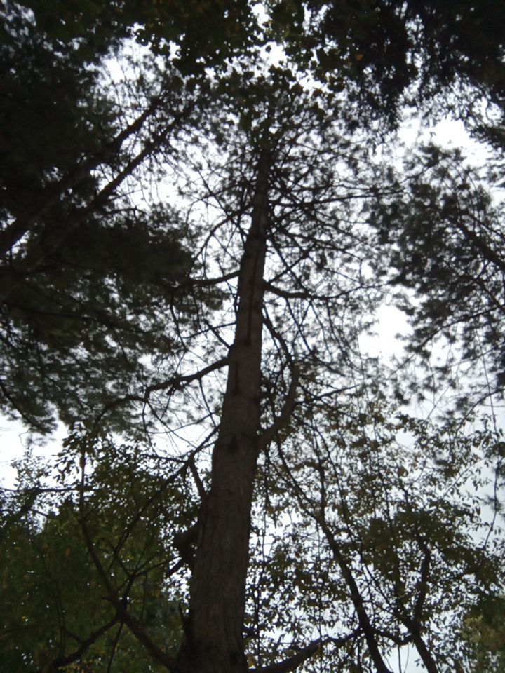 Tree Removal using Tree Removal by Mike Jones & Sons Tree Service LLC 