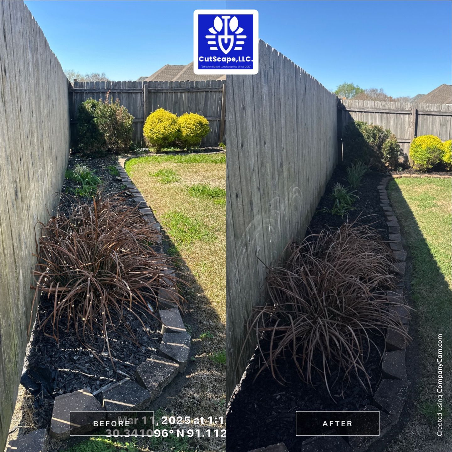 HEDGE TRIM / BED CLEAN / MULCH INSTALL using BROWN MULCH "BARK BRITE" by CutScape, LLC.