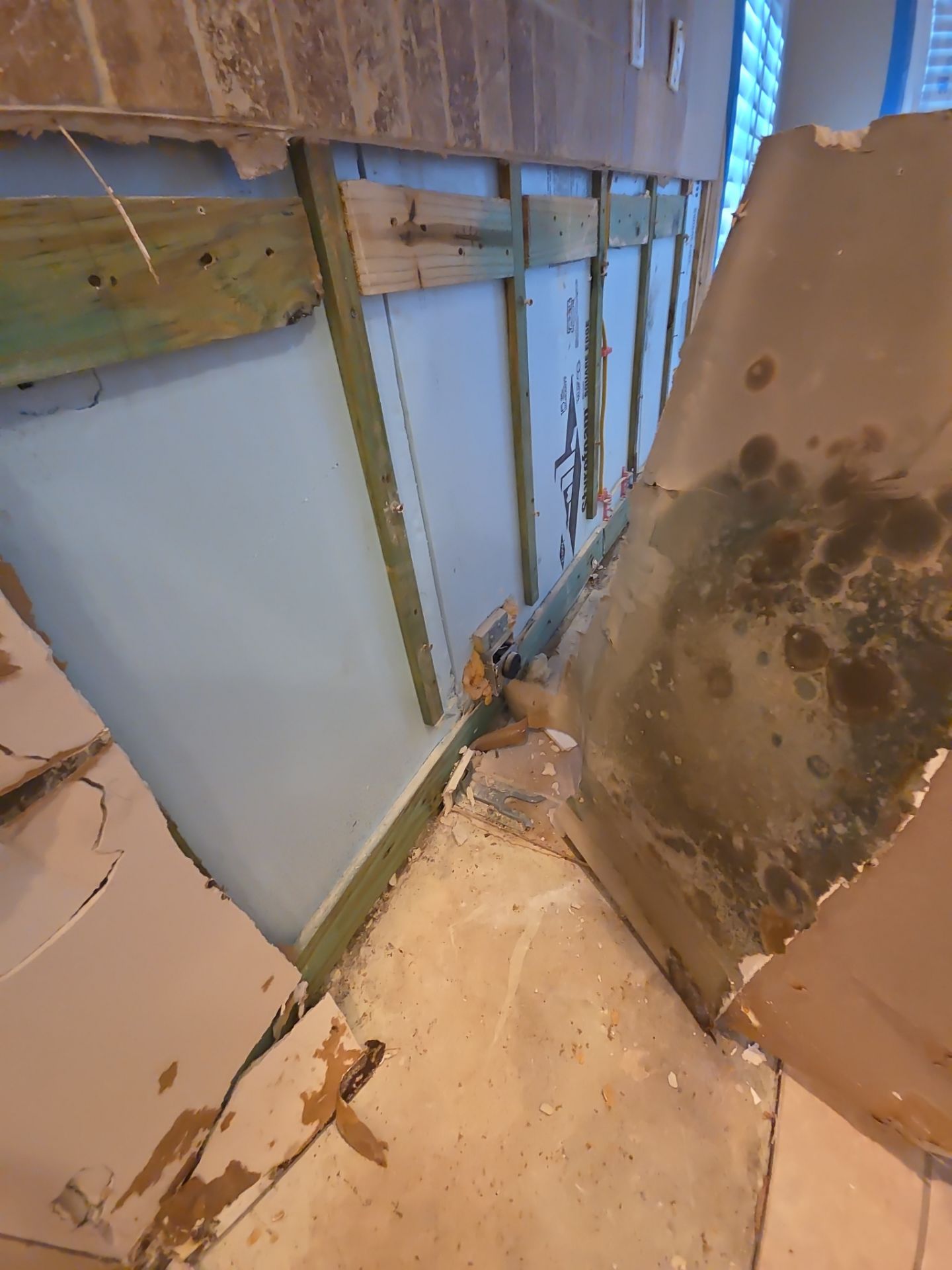 Fort Myers Water Damage Restoration and Professional Mold Remediation by Microscope