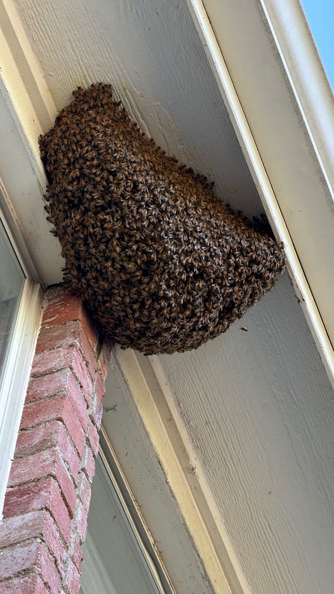 Open Air Colony in Rockwall, TX by Rockwall Honey Bee Company
