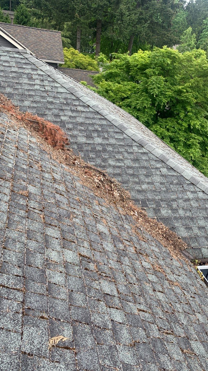 Softwashed in many Years back, and organic regrowth significant by DawnSky LLC