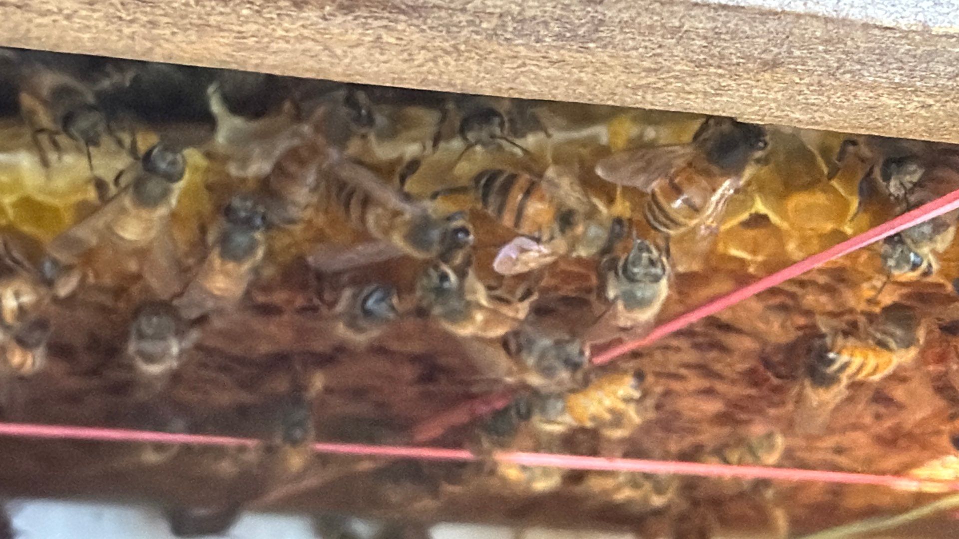 No Rush for these Bees by Rockwall Honey Bee Company