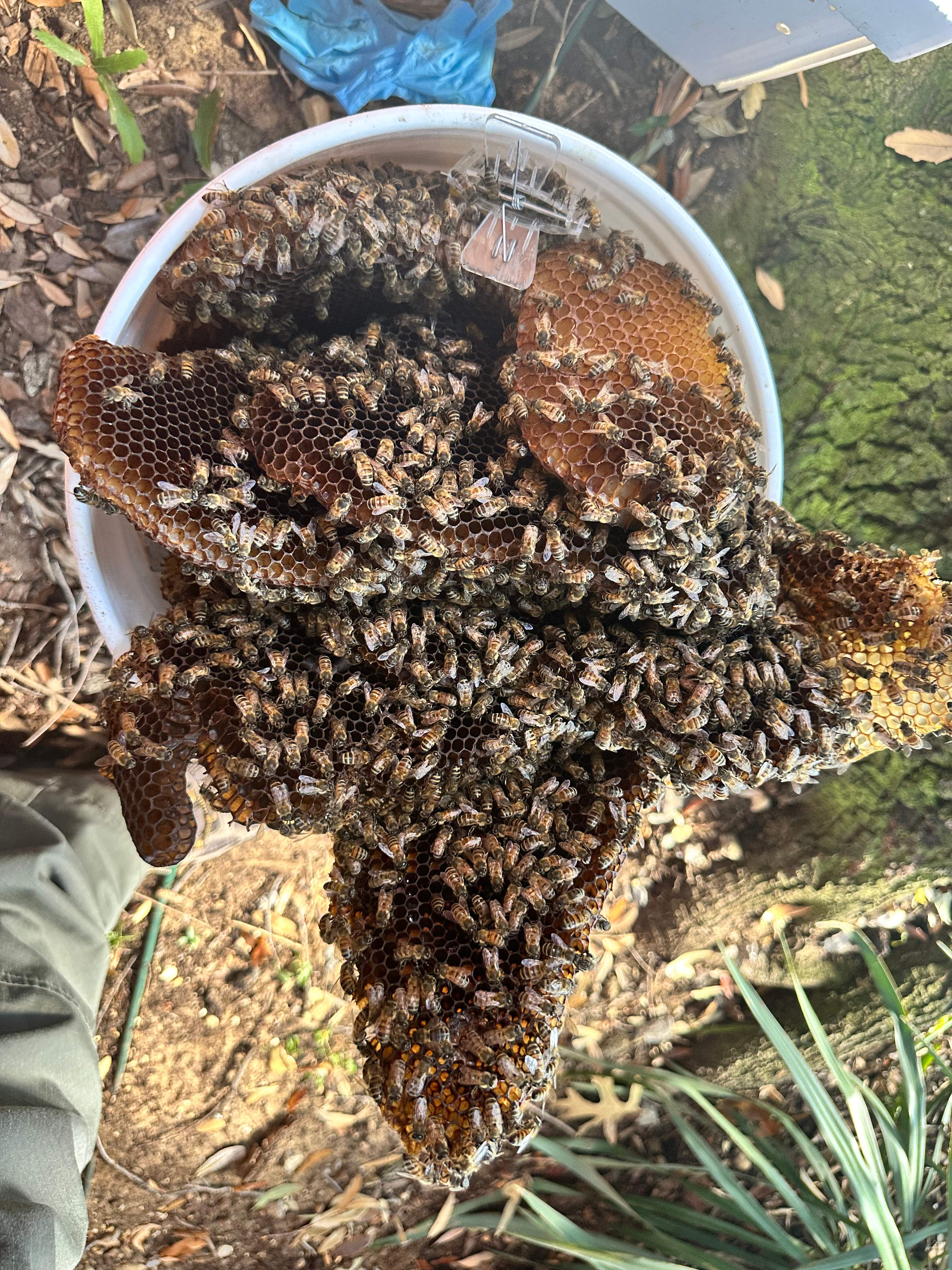 Last of 2025 by Rockwall Honey Bee Company